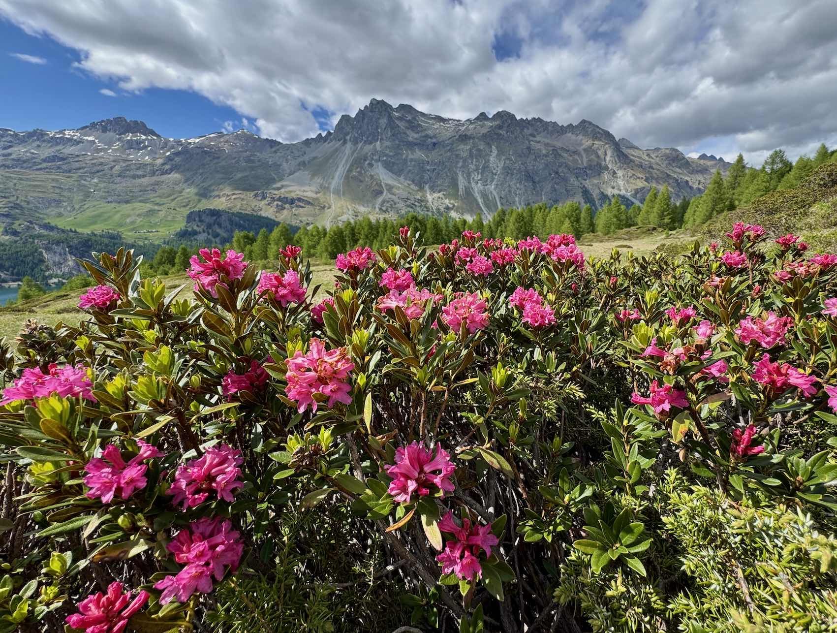 A mountain landscape with rocky peaks in the background, a forest of green trees, and pink flowering bushes in the foreground under a blue sky with scattered clouds.