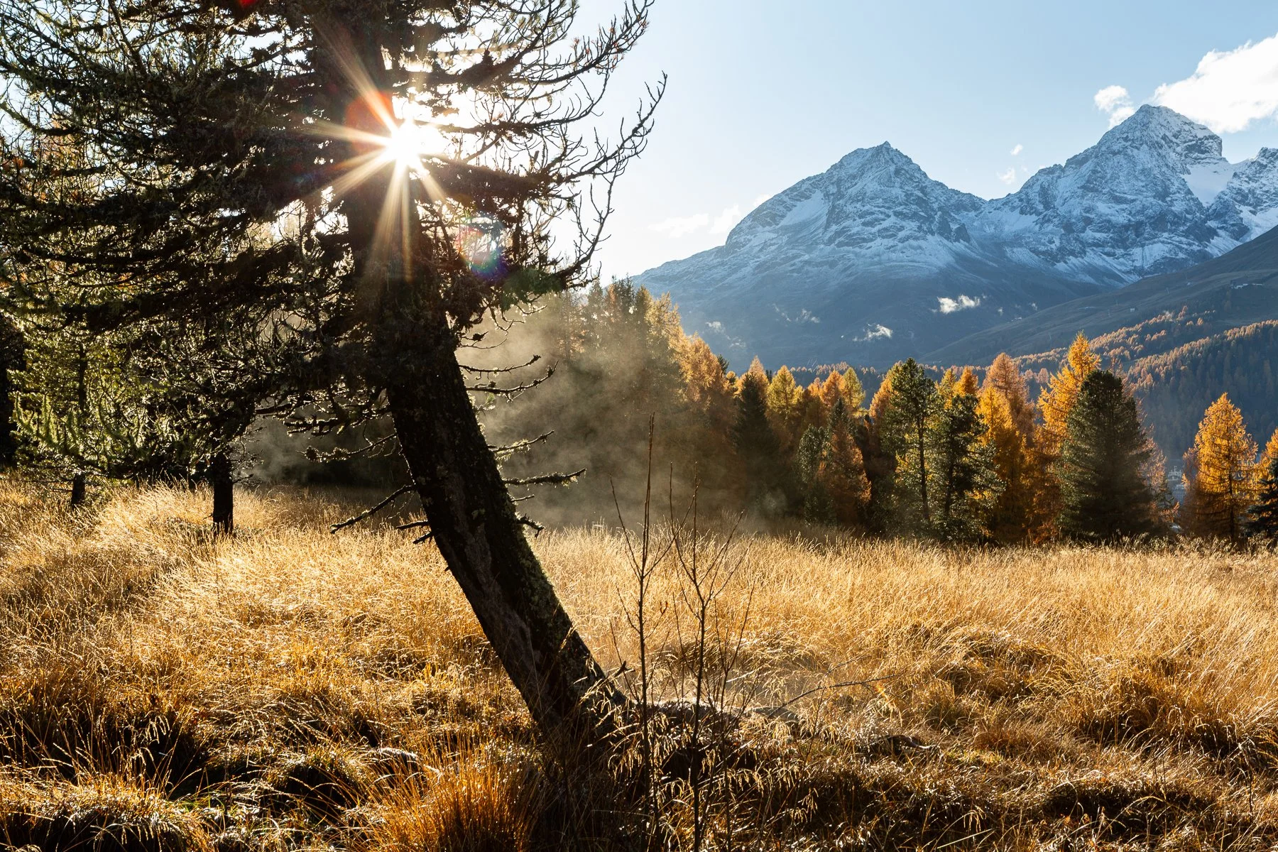 A sunlit mountain landscape with snow-capped peaks in the background, a field of tall golden grass in the foreground, and a mix of deciduous and evergreen trees.