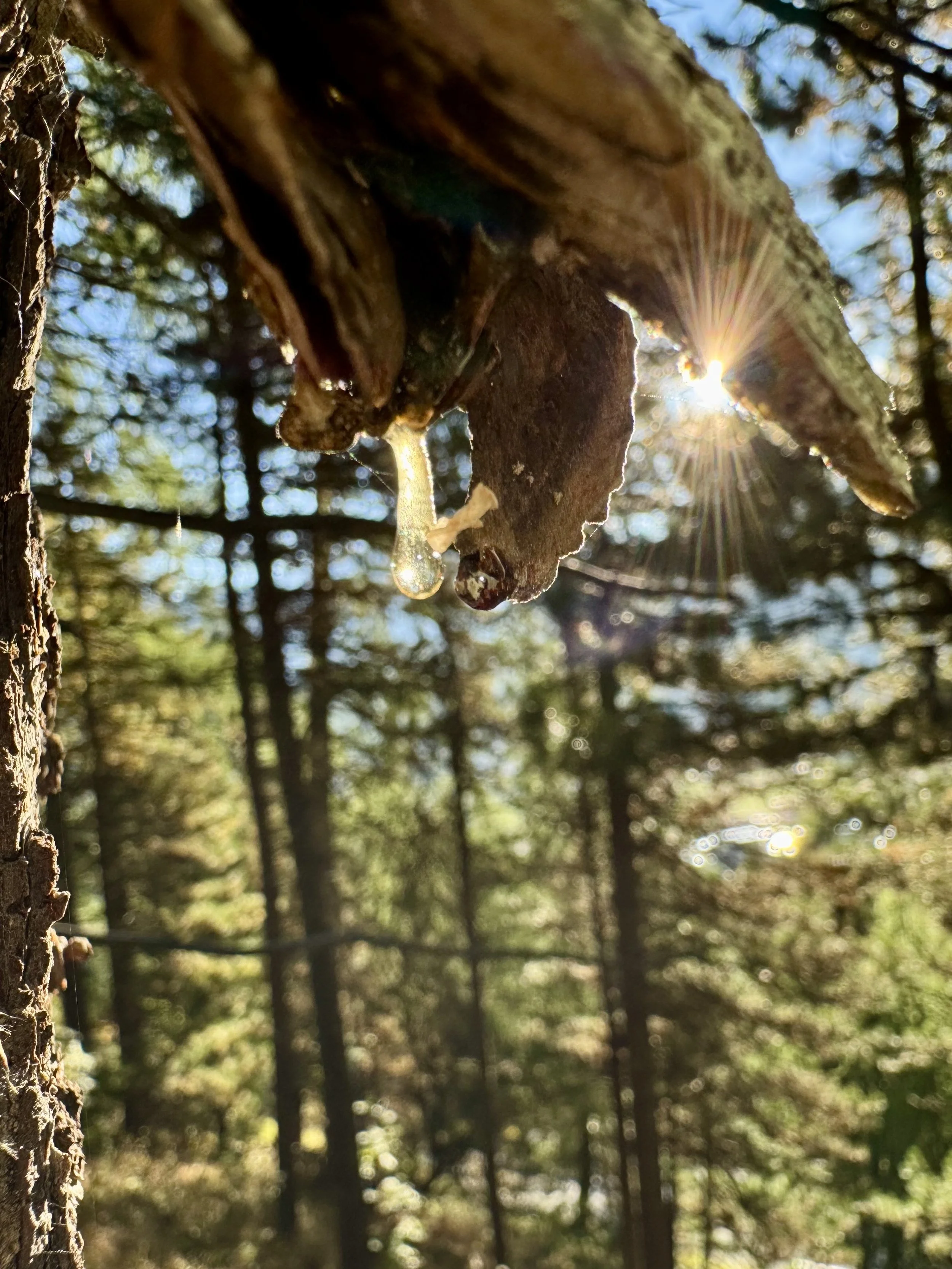 Close-up of a tree trunk with a droplet of sap hanging from a small branch, sunlight shining through the trees in the background.
