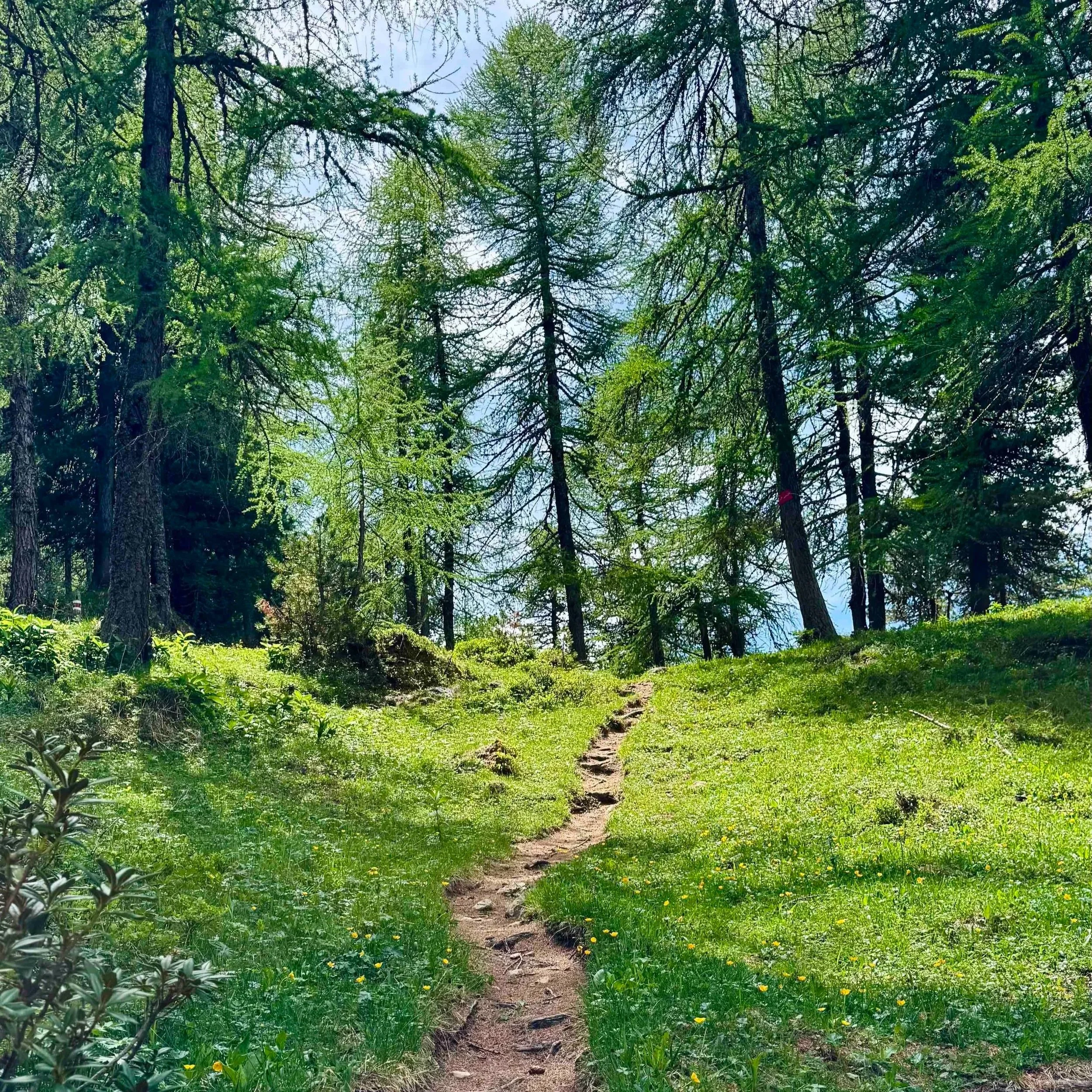 A forest trail surrounded by tall trees and green foliage under a blue sky.