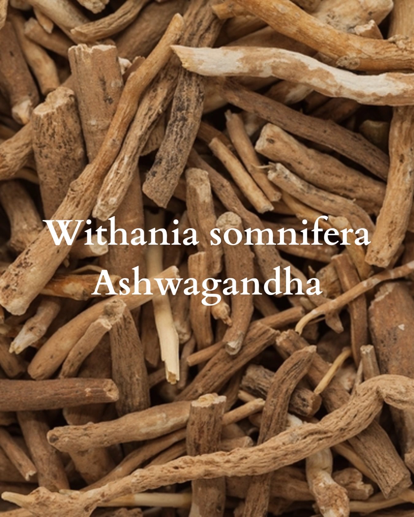 Ashwagandha isn&rsquo;t just for stress.

It&rsquo;s one of my favourite herbs for supporting the nervous system, helping the body respond to long-term stress, restore energy, and rebuild resilience over time.

Because healing isn&rsquo;t always abou