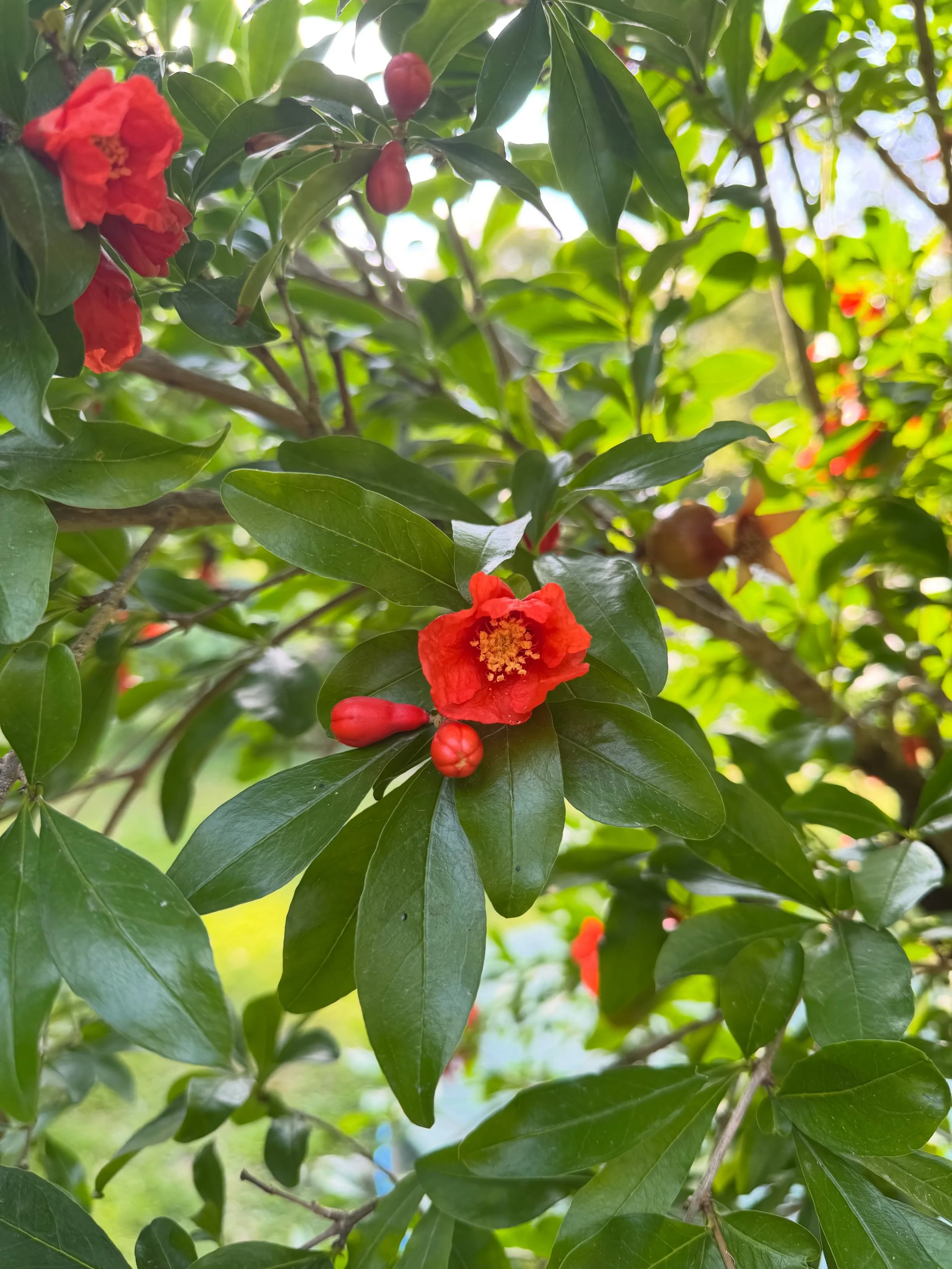 Slowing down with a restless mind is hard.

Sometimes healing looks like staying with yourself when everything in you wants to escape. 

&mdash;

Punica granatum 
Pomegranate bloom

#selahnaturopathy #nervoussystemsupport #holistichealing