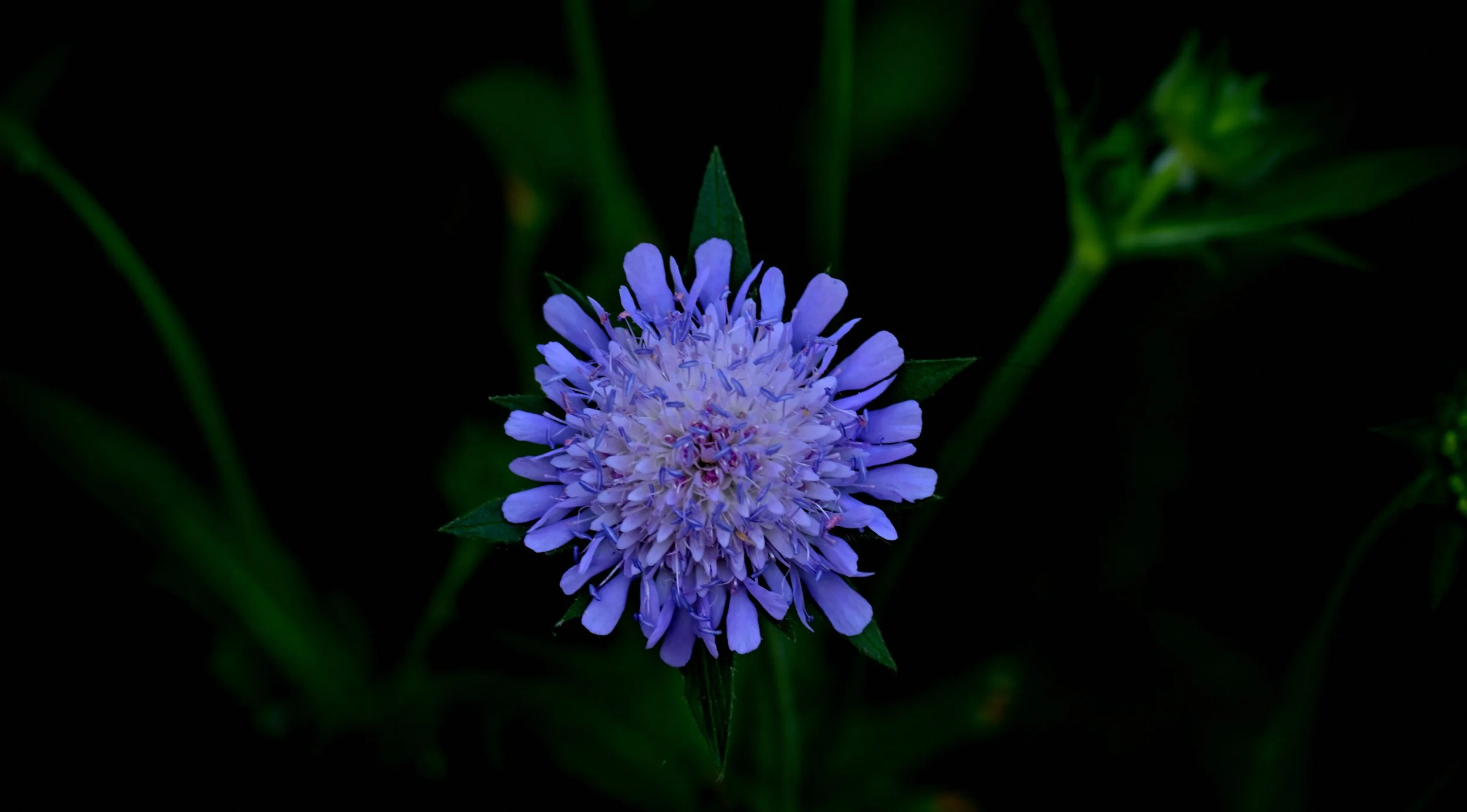 Close-up of a purple flower with green leaves against a dark background.