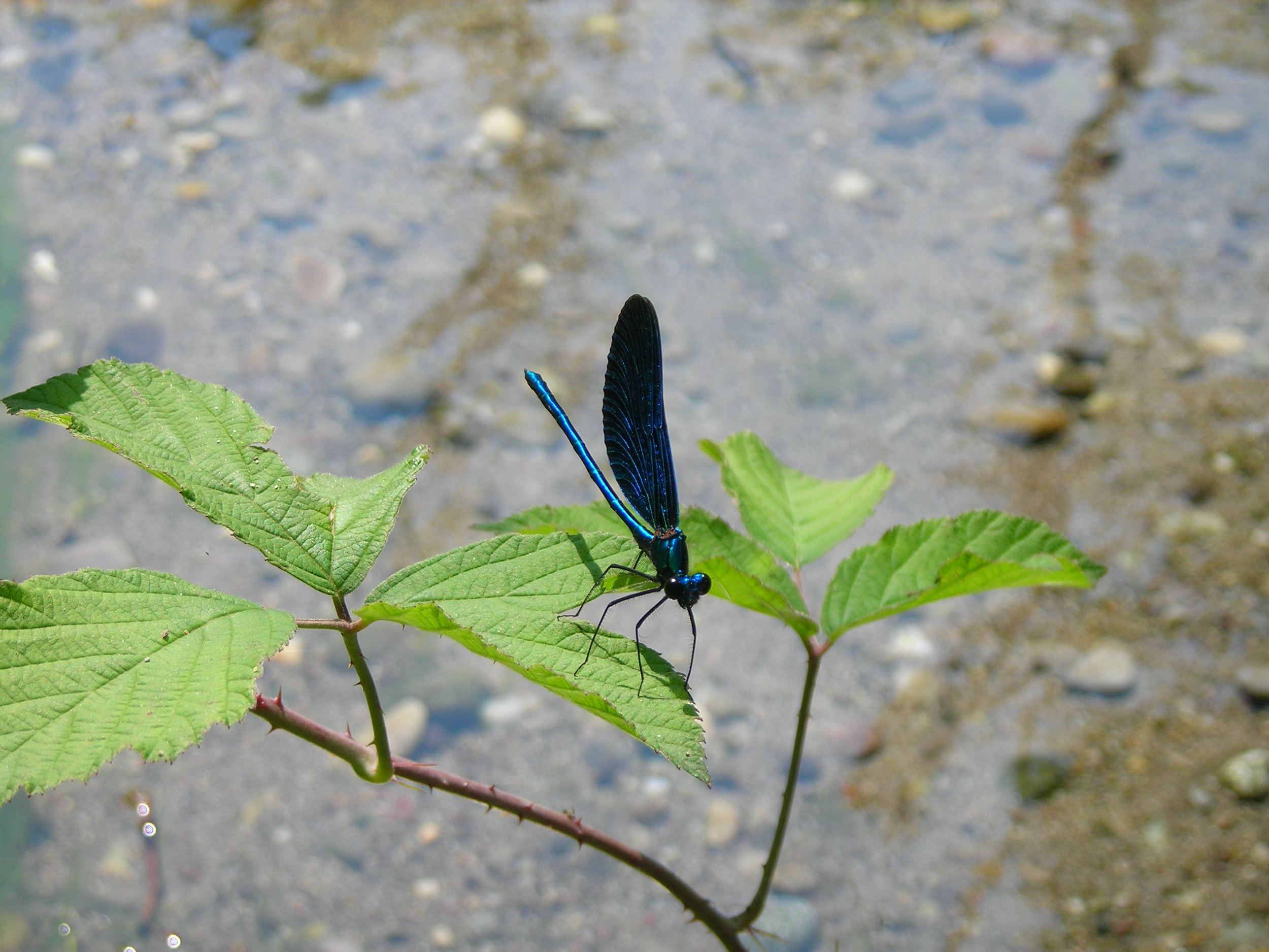 A blue and black dragonfly perched on a green leaf with a sandy background.