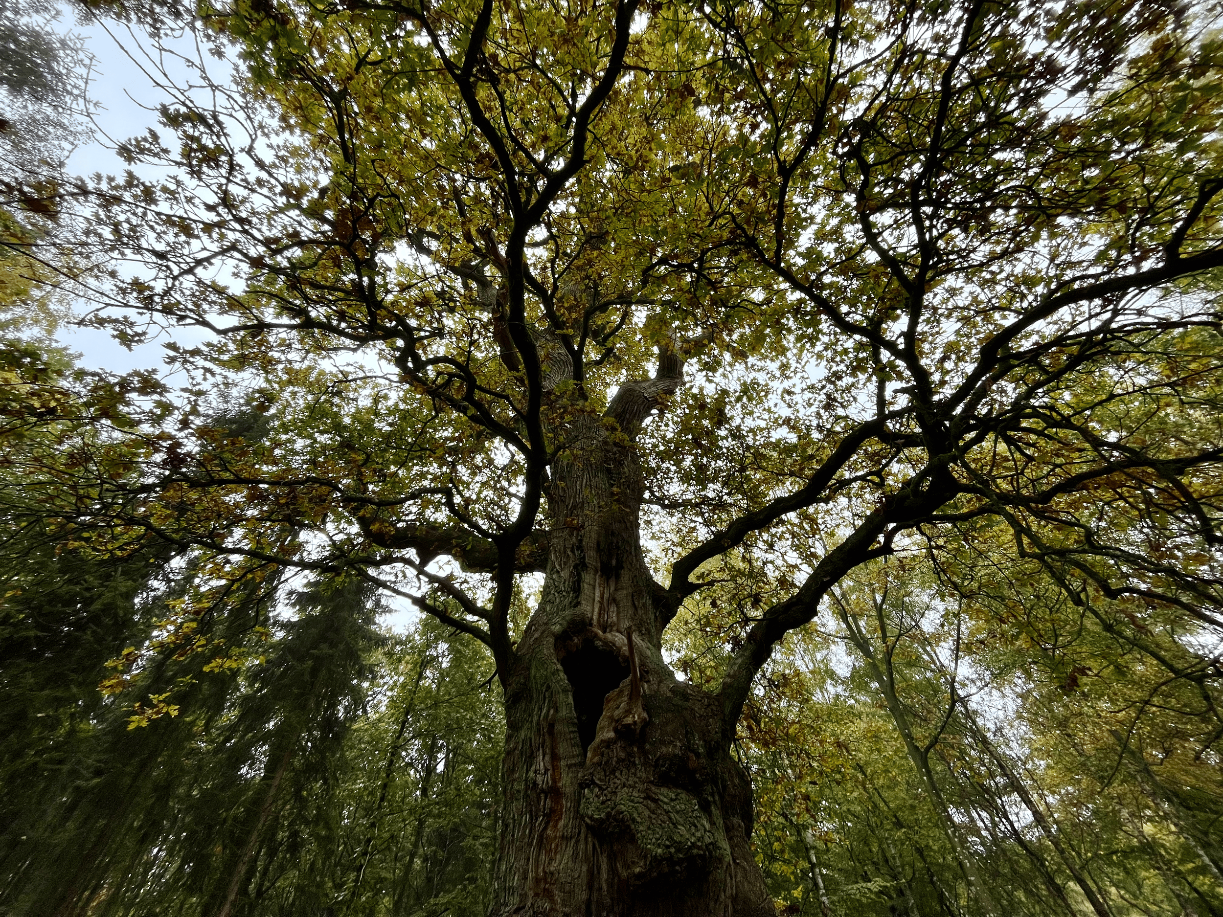 View looking up at a large tree with a thick trunk and many branches and green leaves, with the sky visible through the canopy.