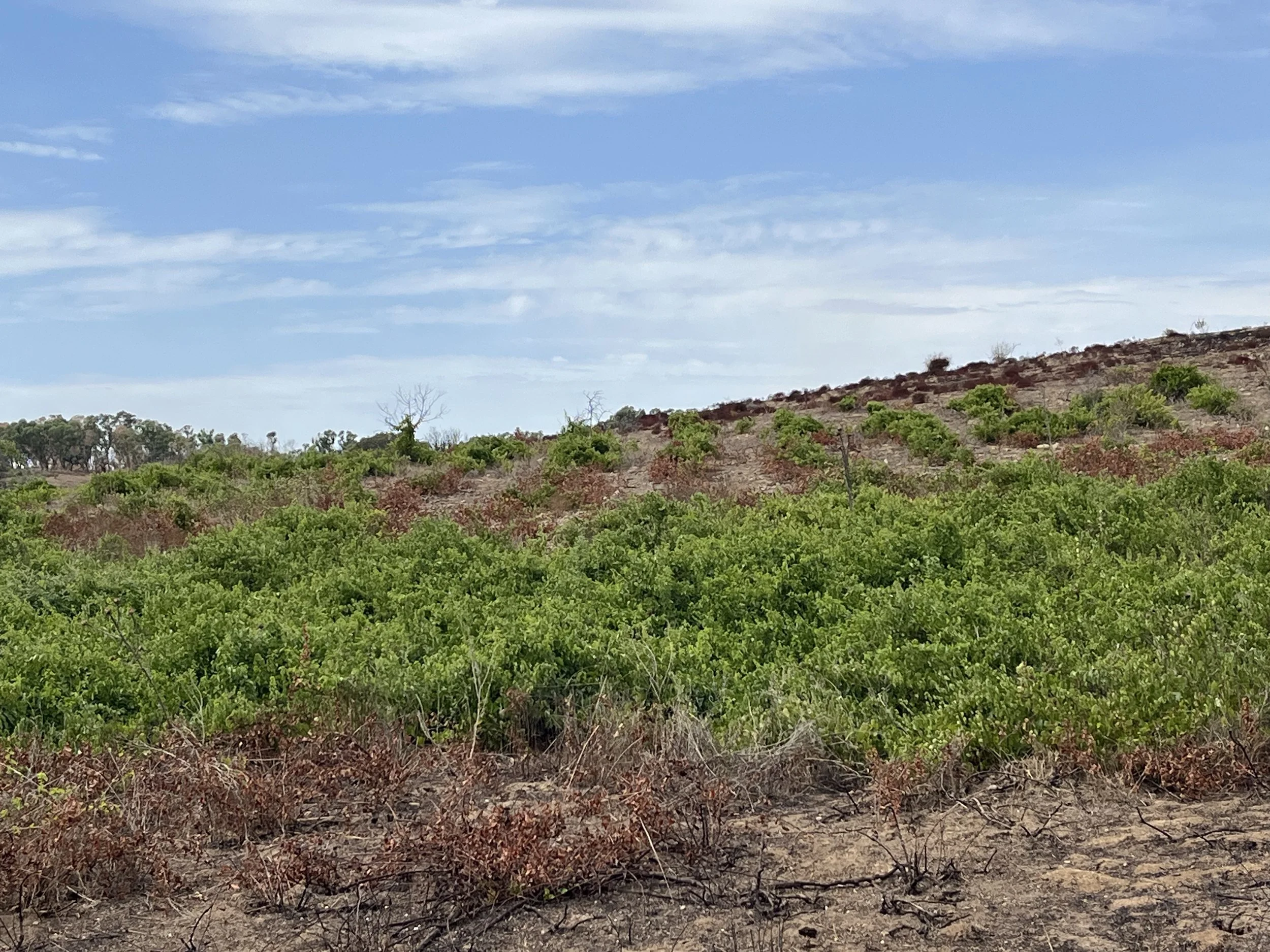 A landscape with green shrubs and small trees in the foreground, a hill covered with sparse vegetation in the middle, and a partly cloudy sky overhead.