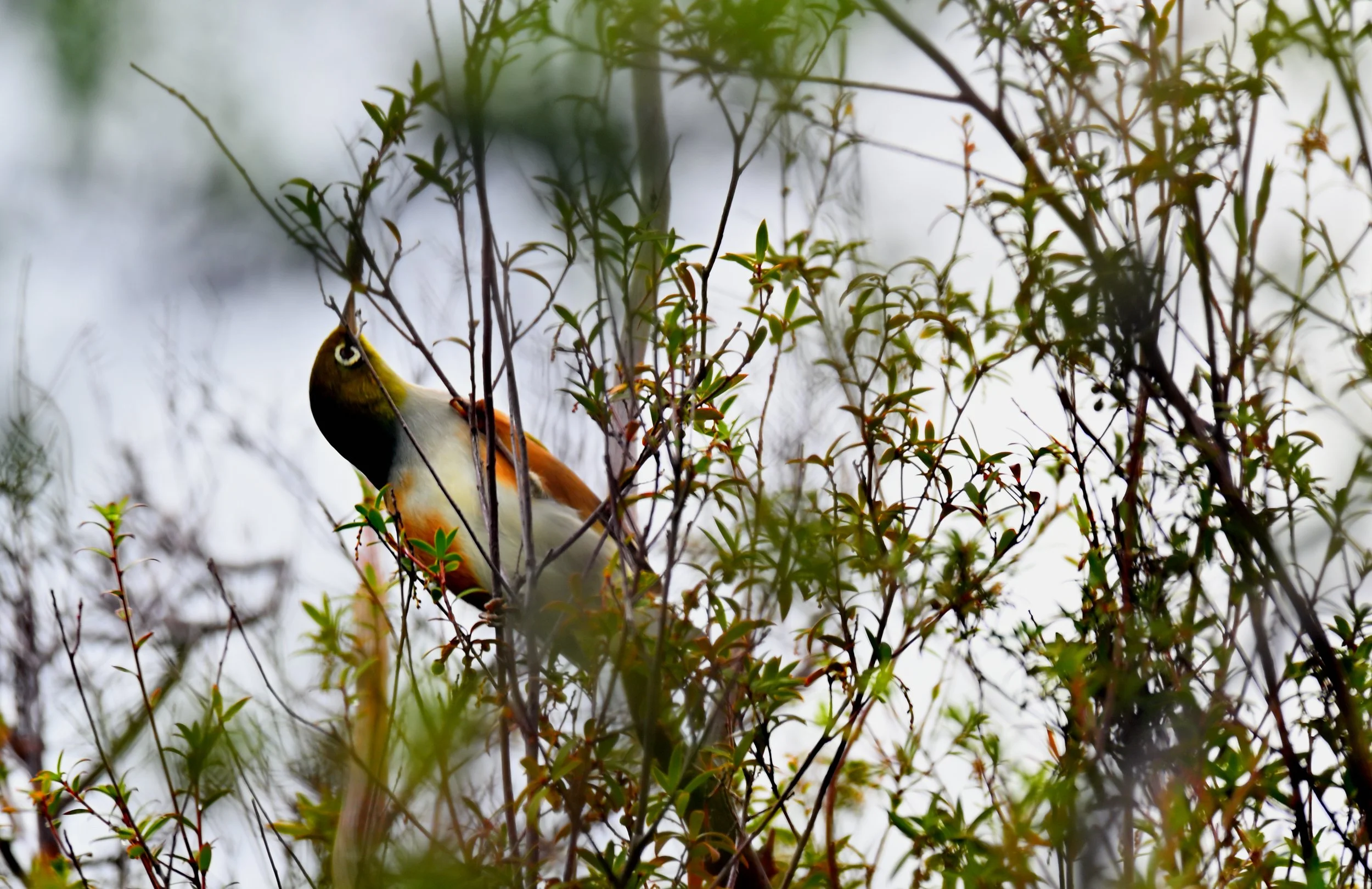 A bird perched on a branch amidst dense green foliage with a blurred background.