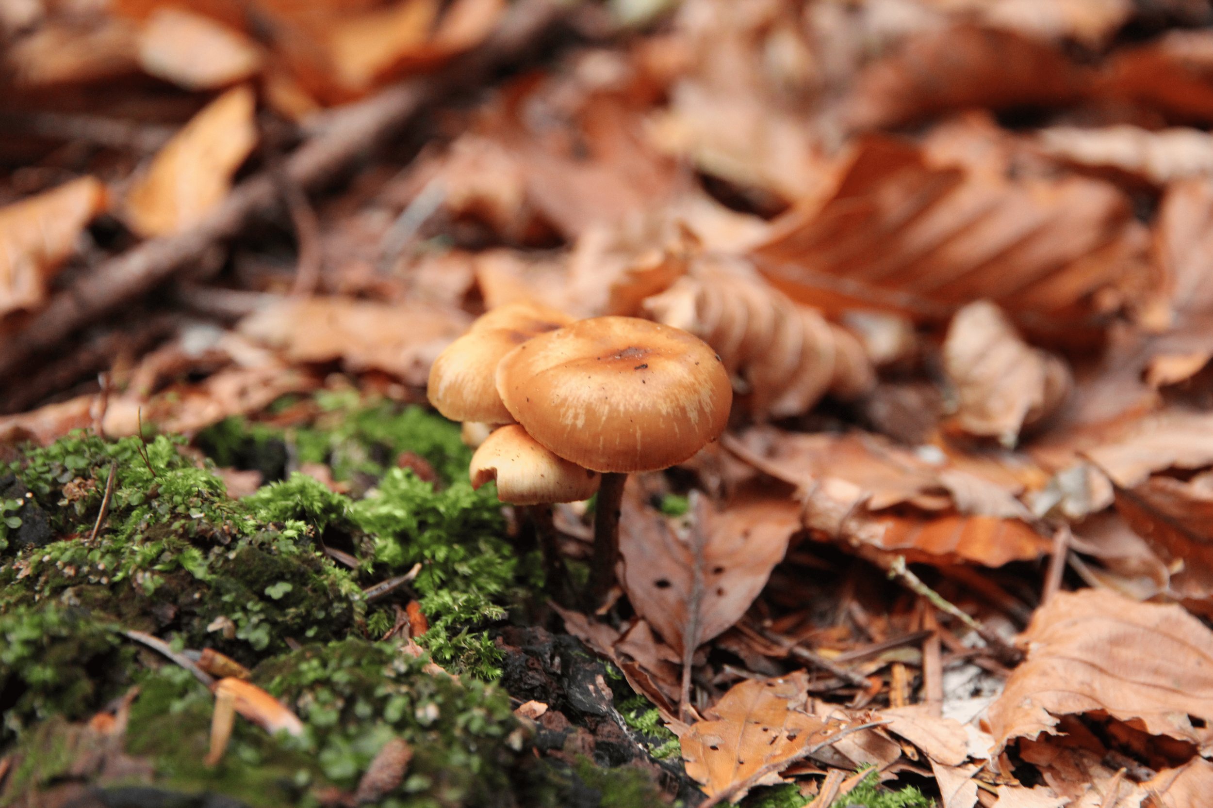 Small orange-brown mushrooms growing on forest floor among fallen leaves and moss.