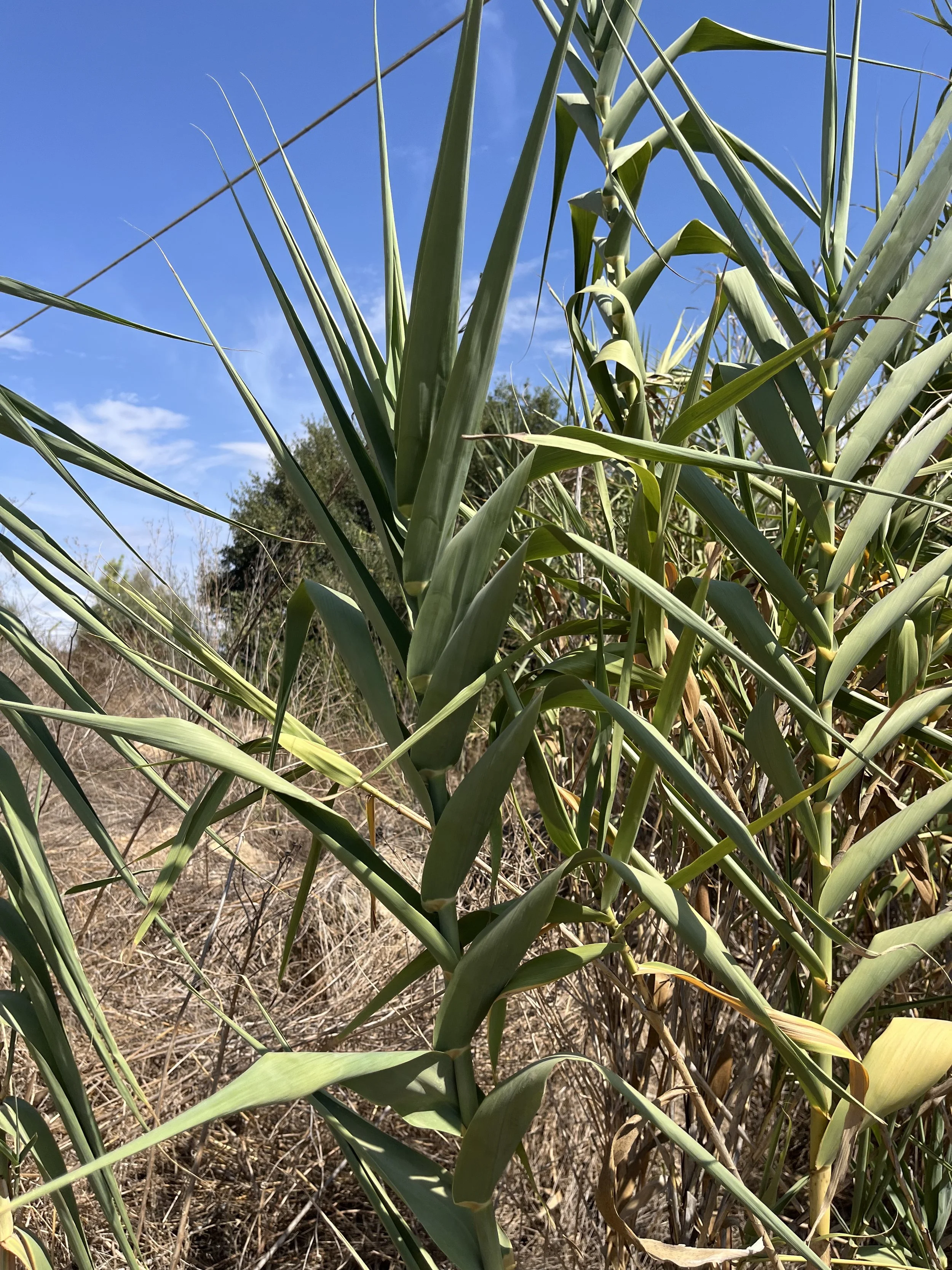Close-up of green corn plants with some yellowing leaves under a bright blue sky.