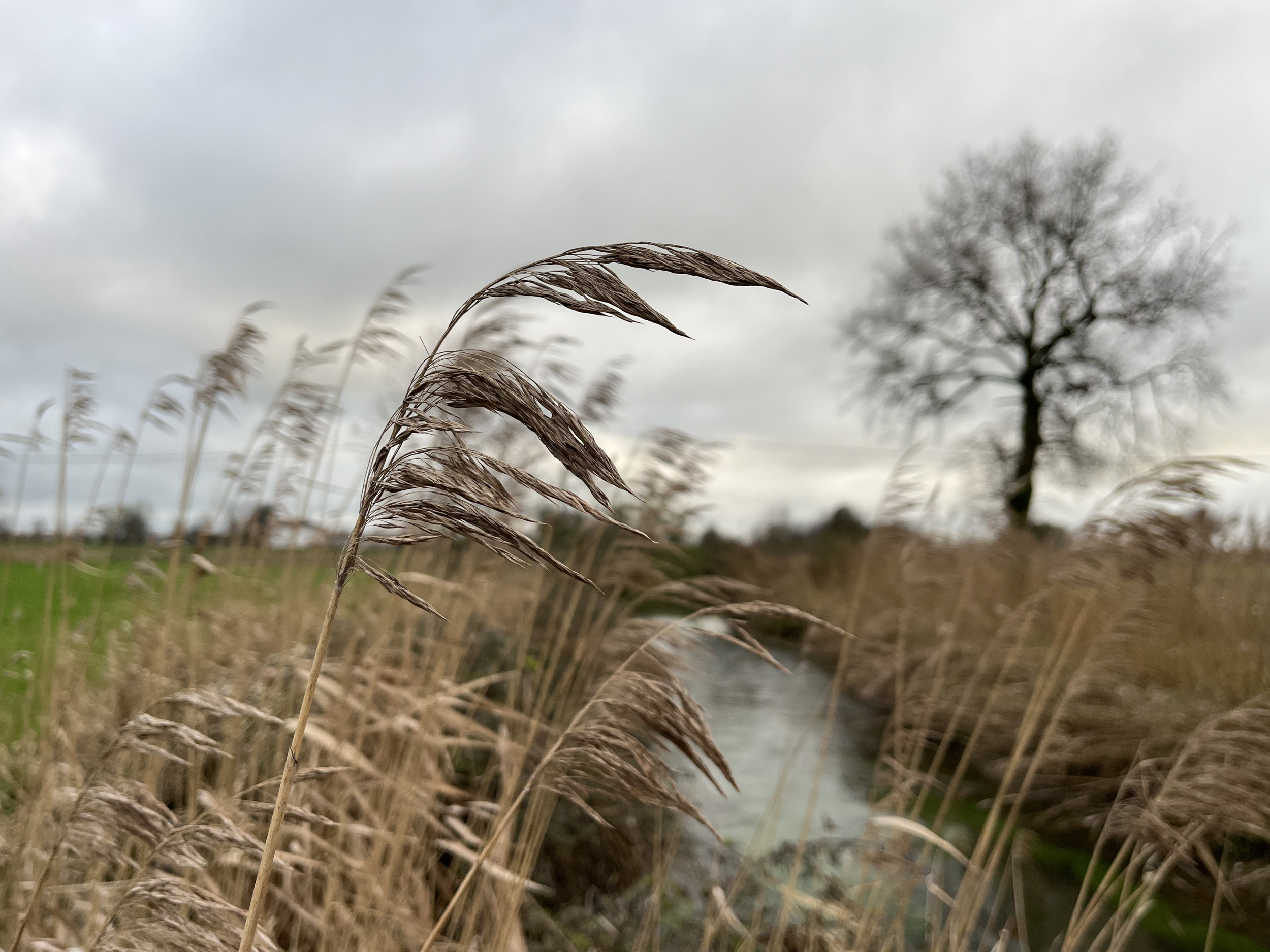 Tall dry grass blades in the foreground with a blurred leafless tree and cloudy sky in the background.