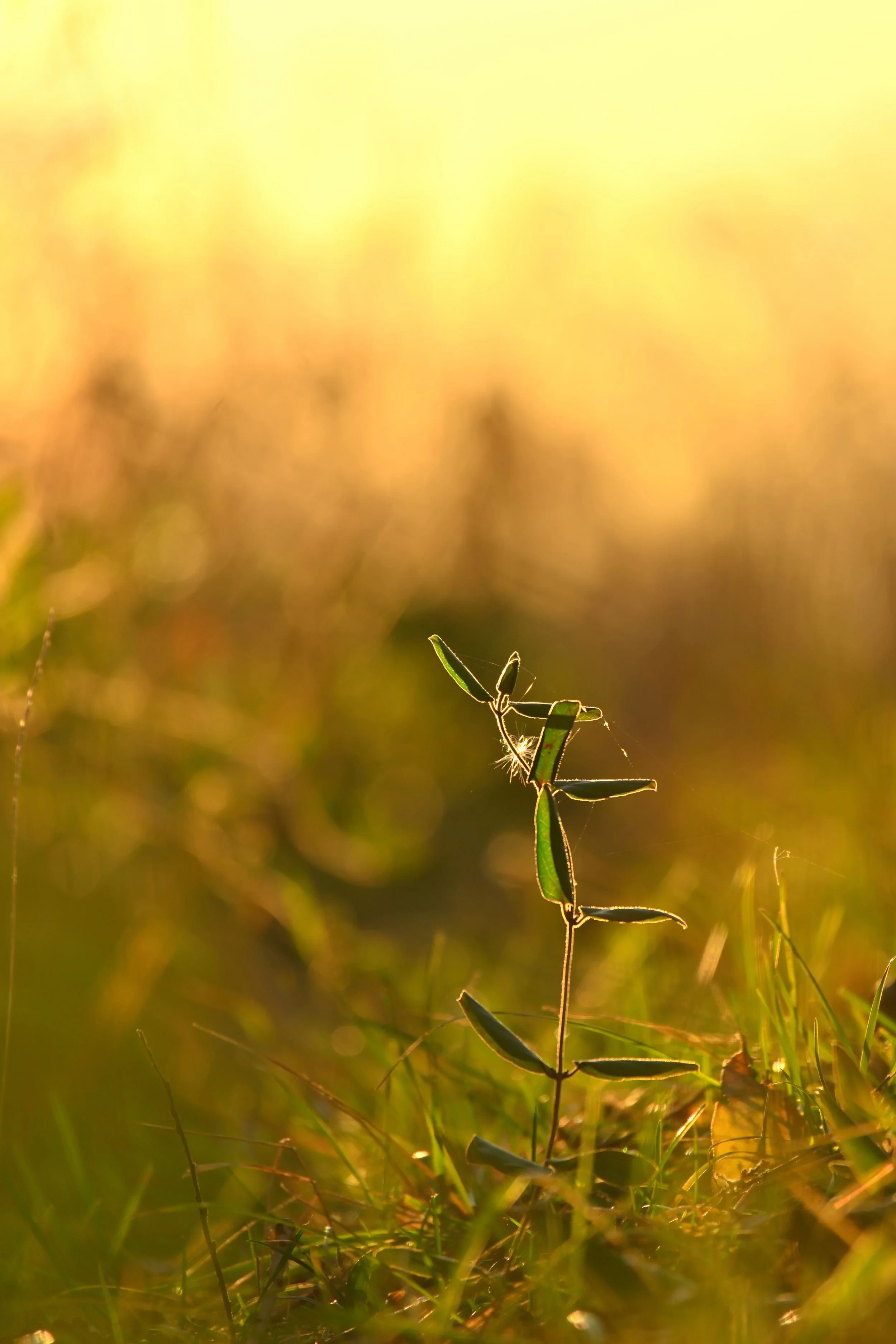 A small insect, possibly a damselfly, perched on a green plant stem in a grassy field during sunset.