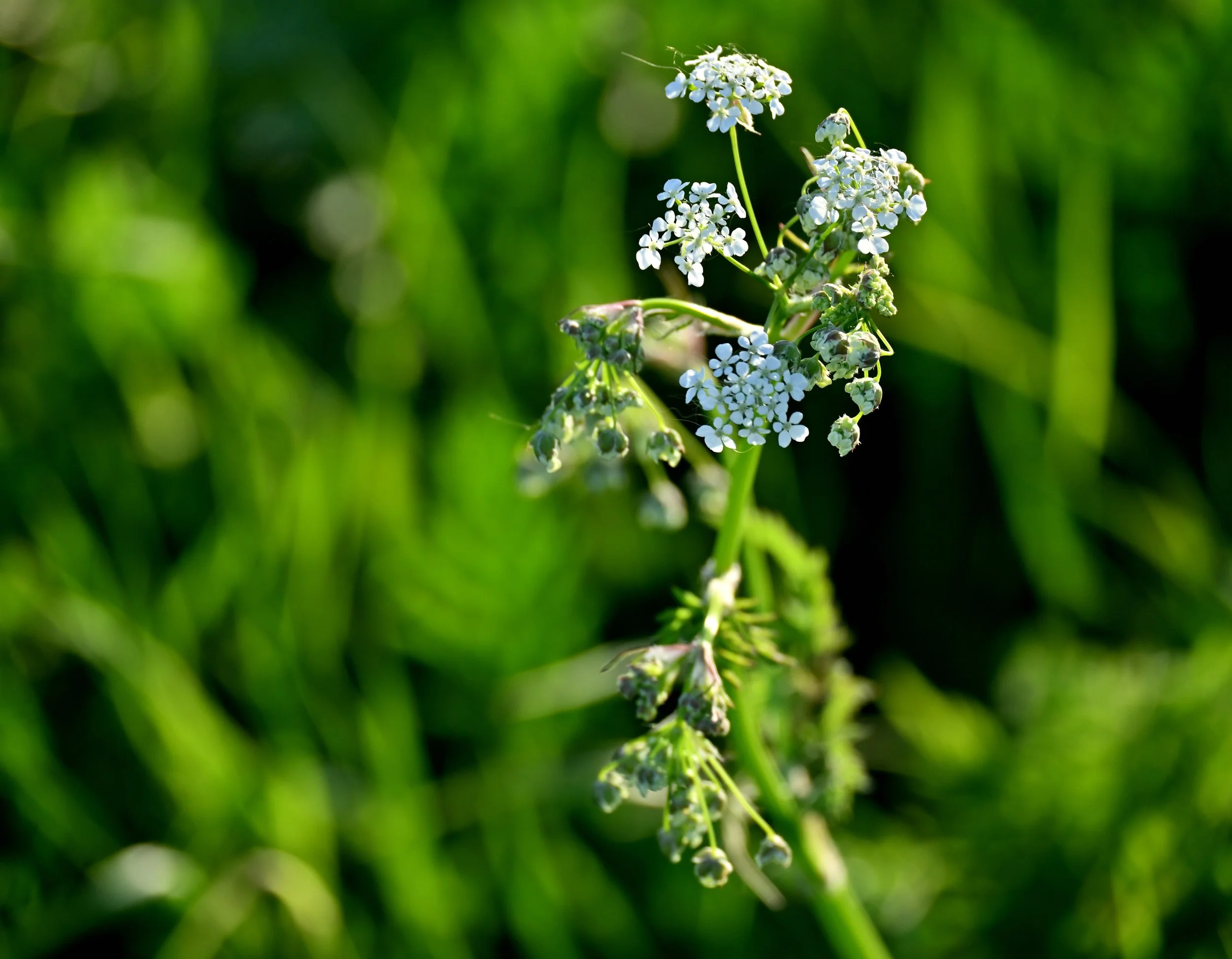 Close-up of white flowering plant with green stems, set against a blurred green background.
