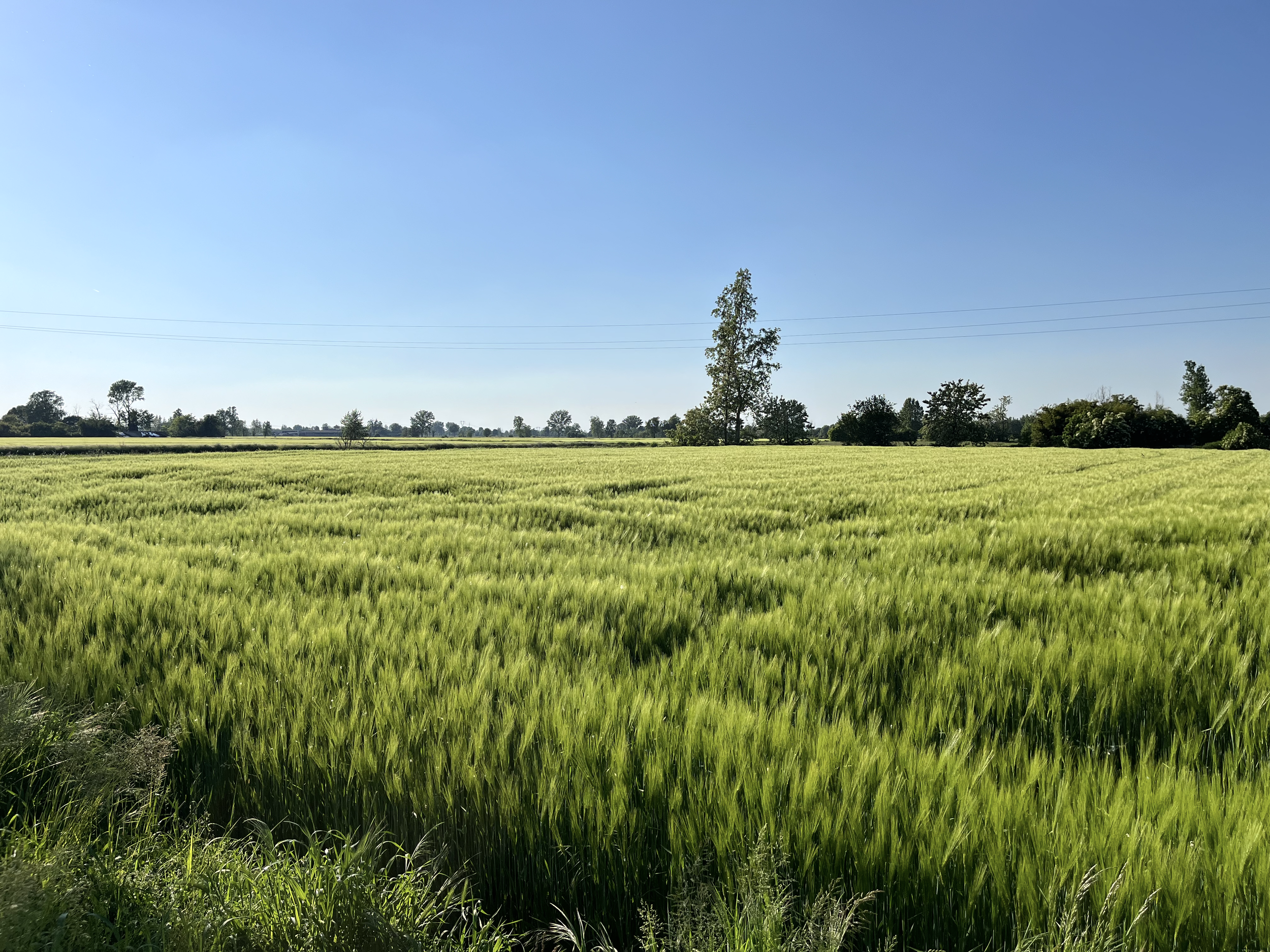 A wide view of a lush green field with tall grass and trees under a clear blue sky.