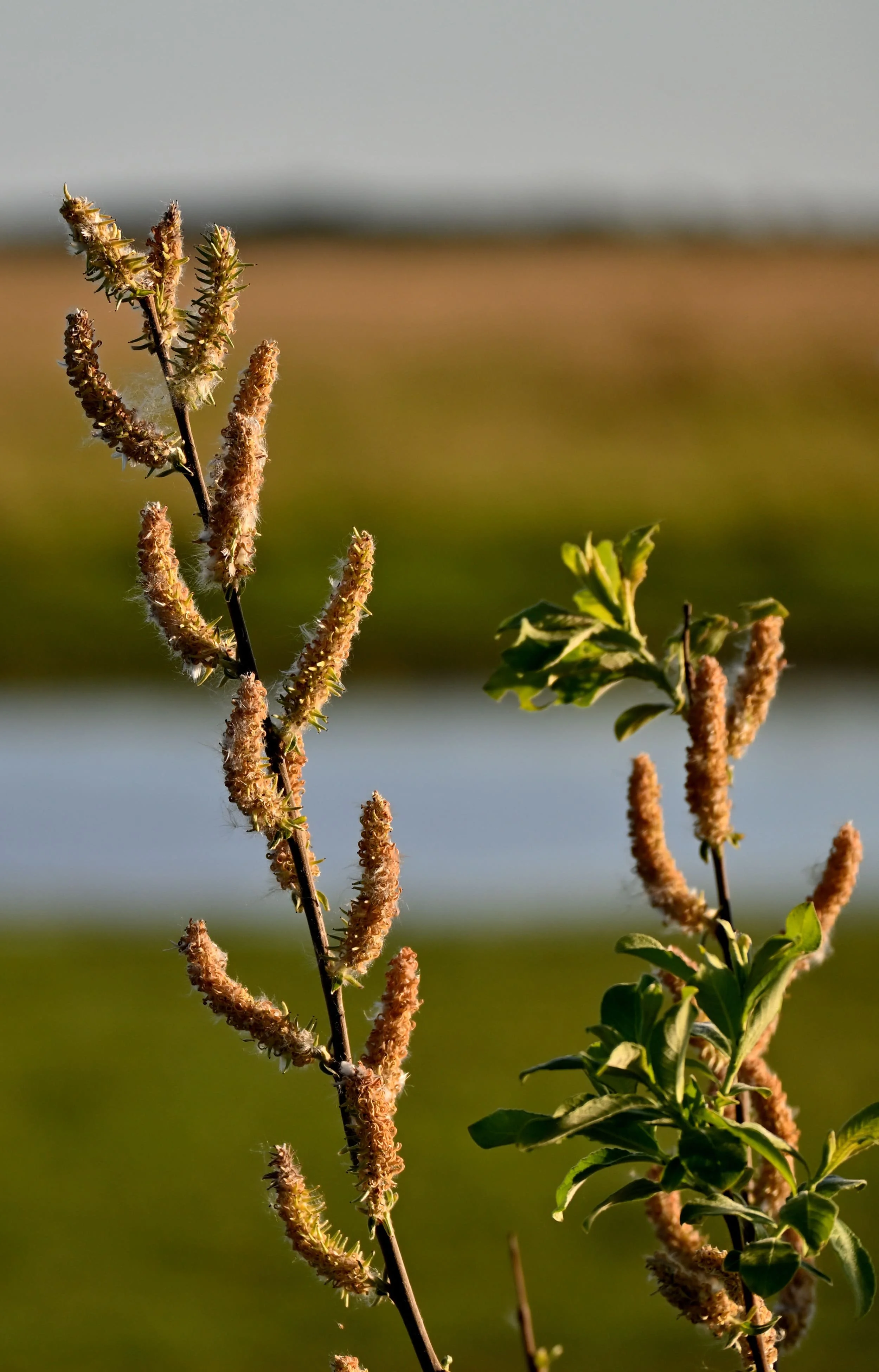 Close-up of a plant with elongated, fuzzy, light brown flower spikes and green leaves, with a blurred background of water and land.