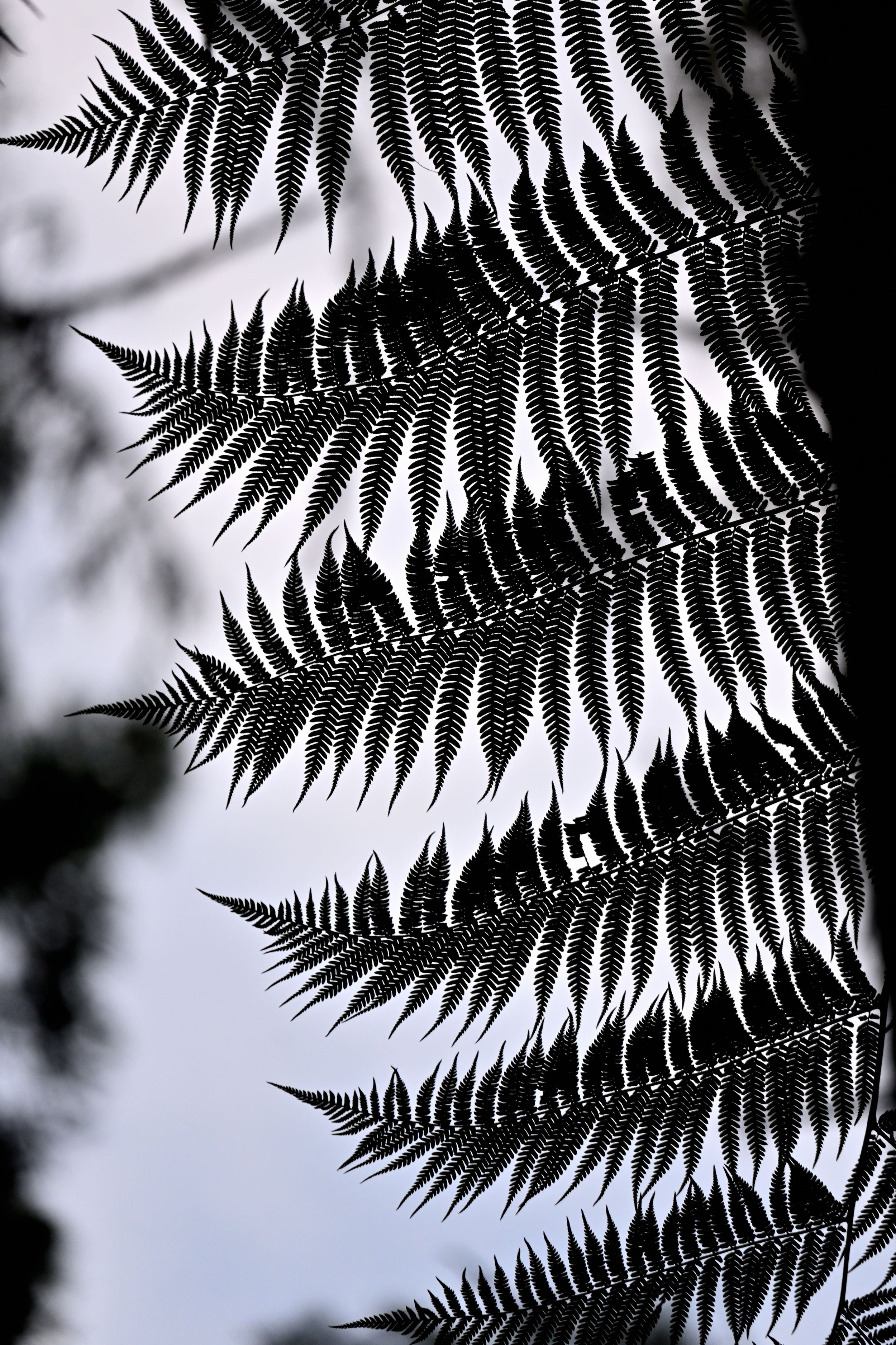 Silhouettes of fern leaves against a bright, cloudy sky, creating a contrast between dark leaves and light background.