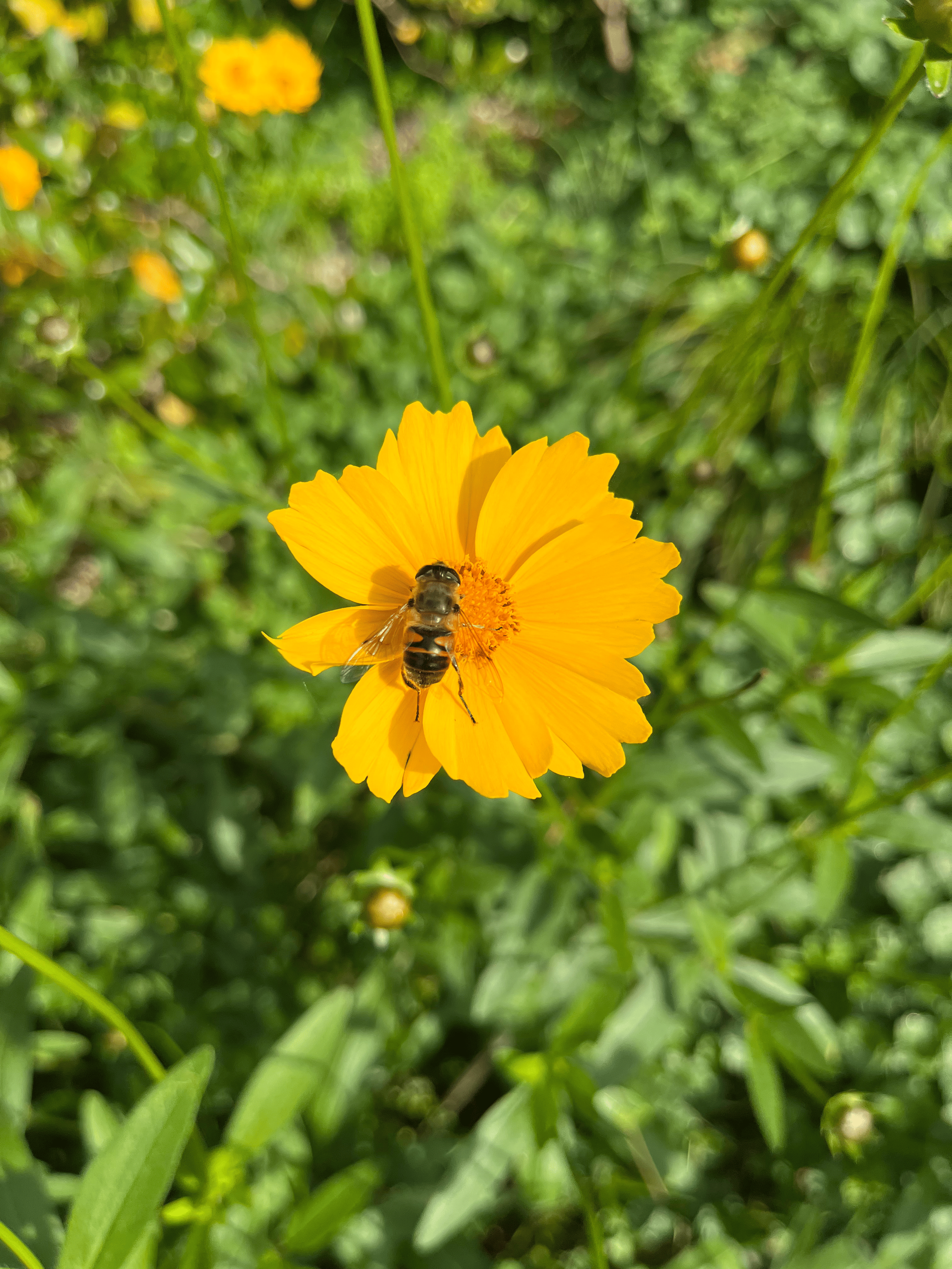 Close-up of a bright yellow flower with a bee collecting nectar, surrounded by green grass and blurred background.