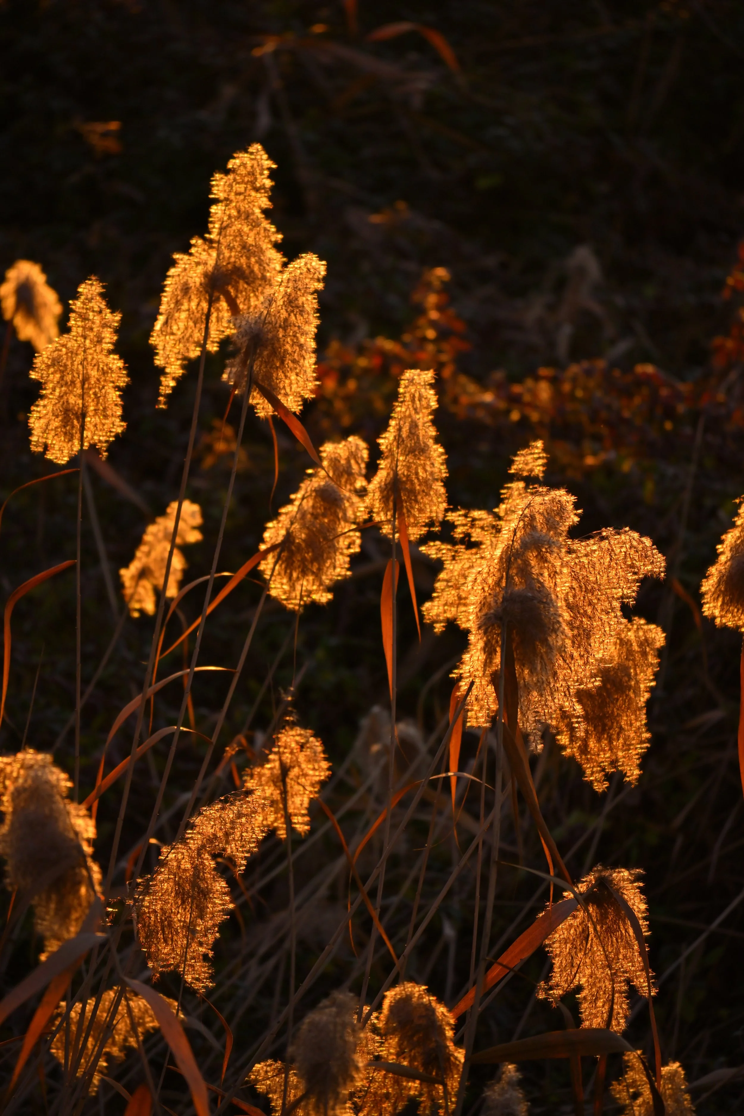 Close-up of tall grass with fluffy seed heads glowing with warm light, set against a dark background.