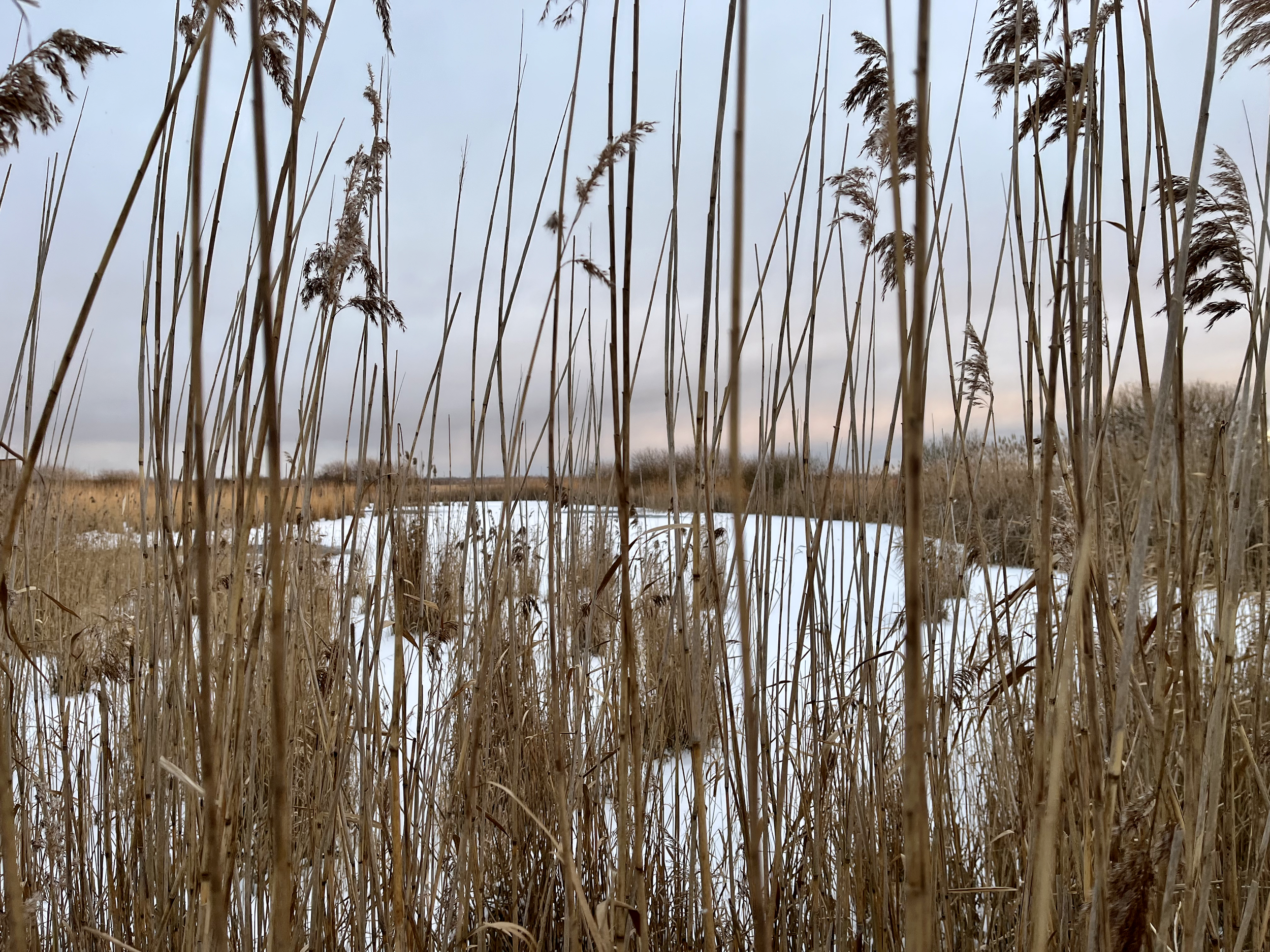Tall dry reeds and grasses in a natural wetland or marsh area with snow on the ground, under an overcast sky.