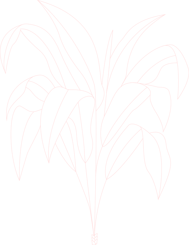 Outline drawing of a plant with multiple large leaves, on a black background.