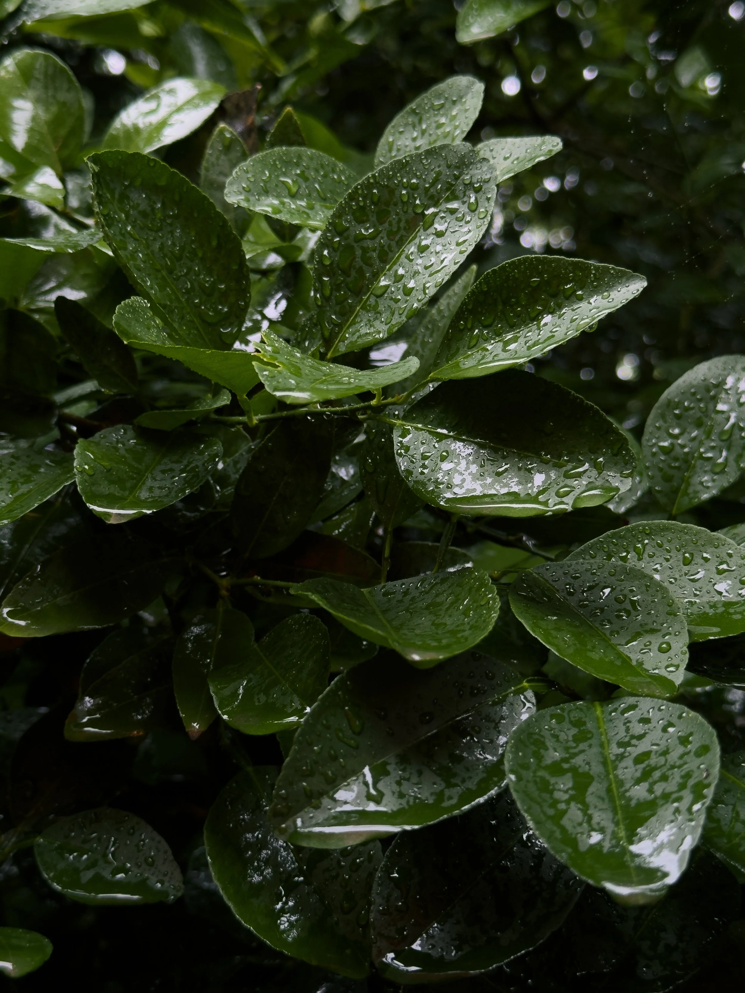 Close-up of dark green leaves with water droplets on them after rain.