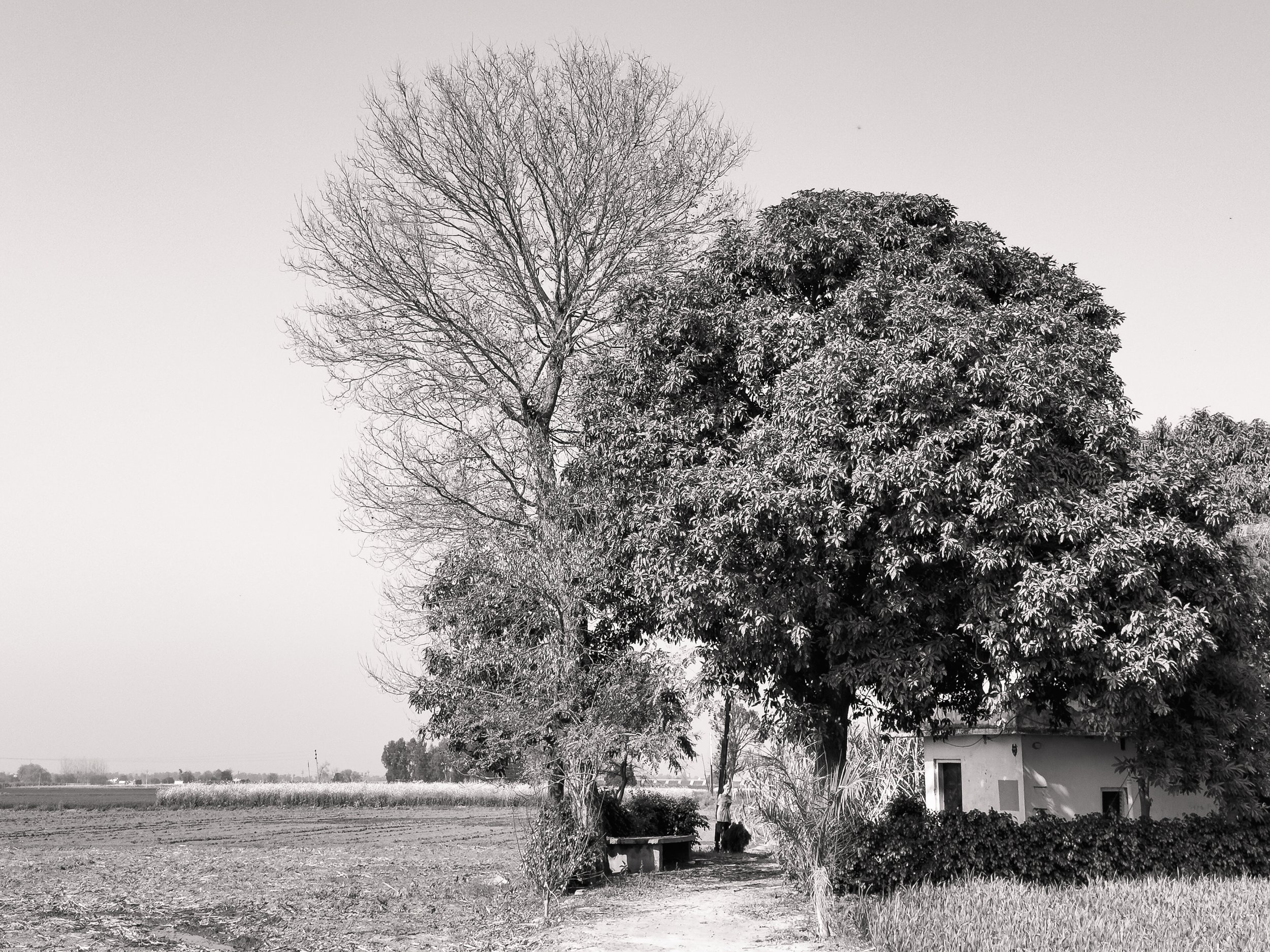 A black-and-white photo of a rural landscape with two large trees near a small house, with a field in the background.
