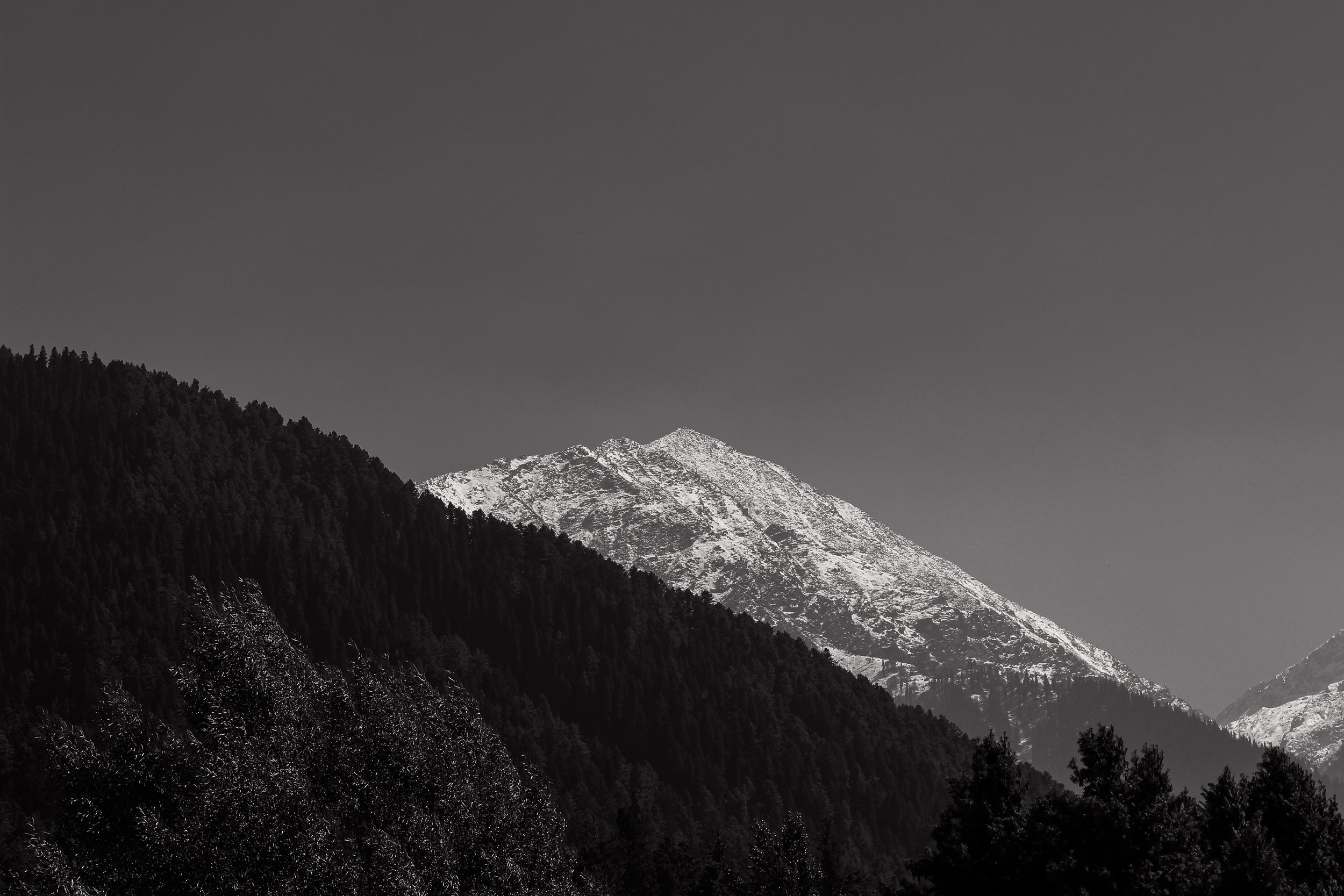 Black and white photo of snow-covered mountains with dense trees in the foreground