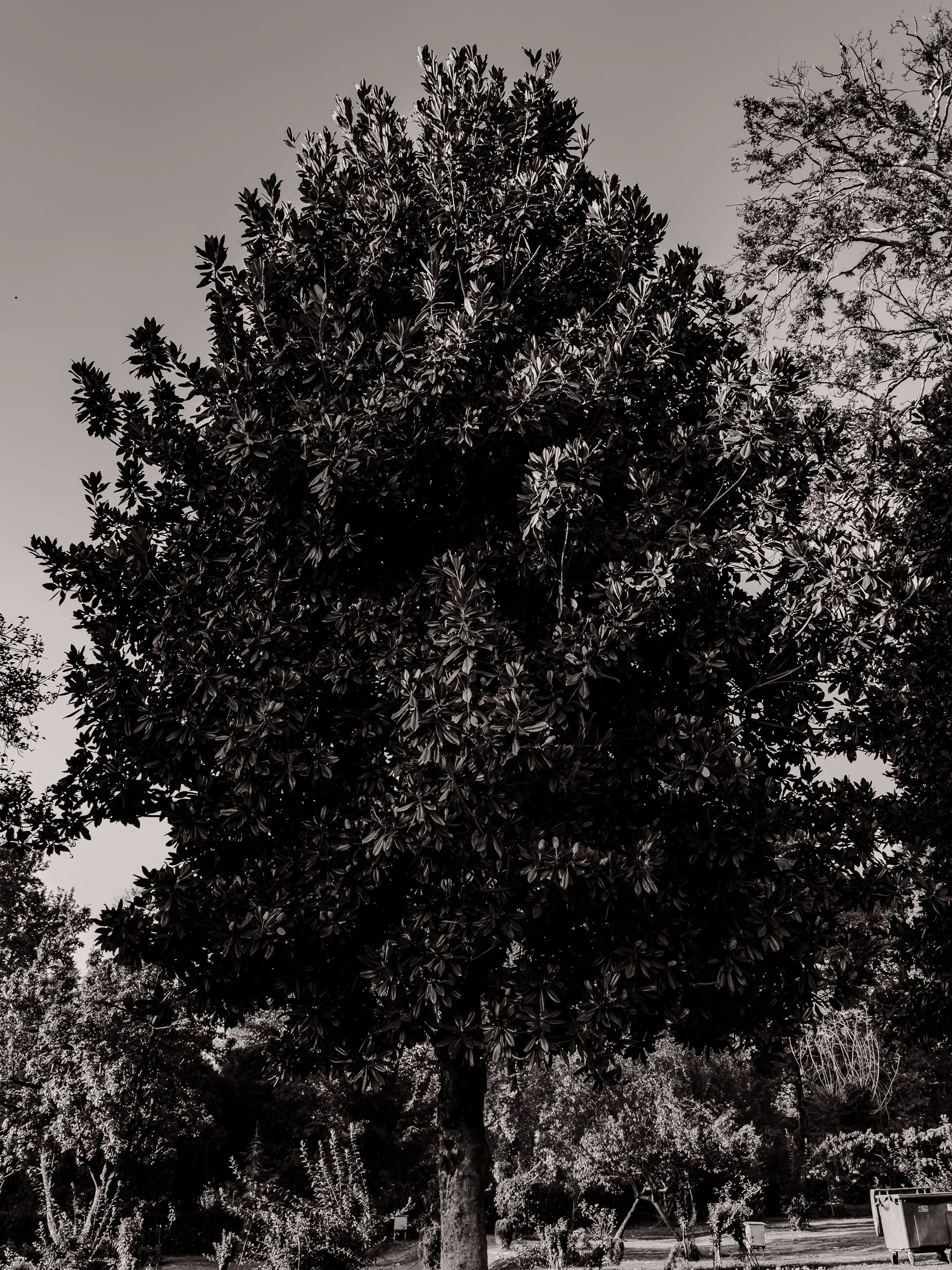 Black and white photo of a large tree in a park with other trees and park benches in the background.
