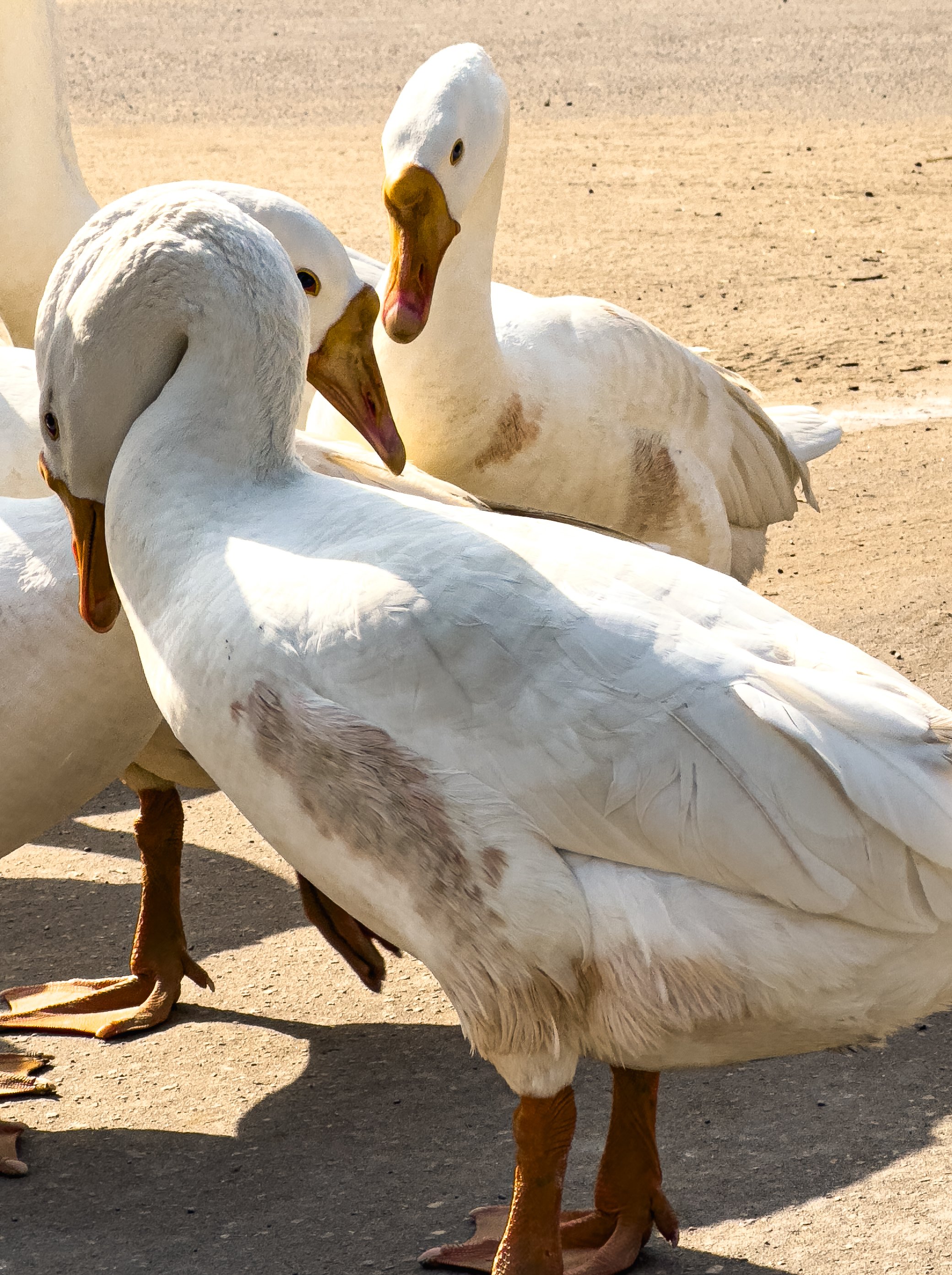 Three white geese standing on a sandy ground, with two of them looking at each other.