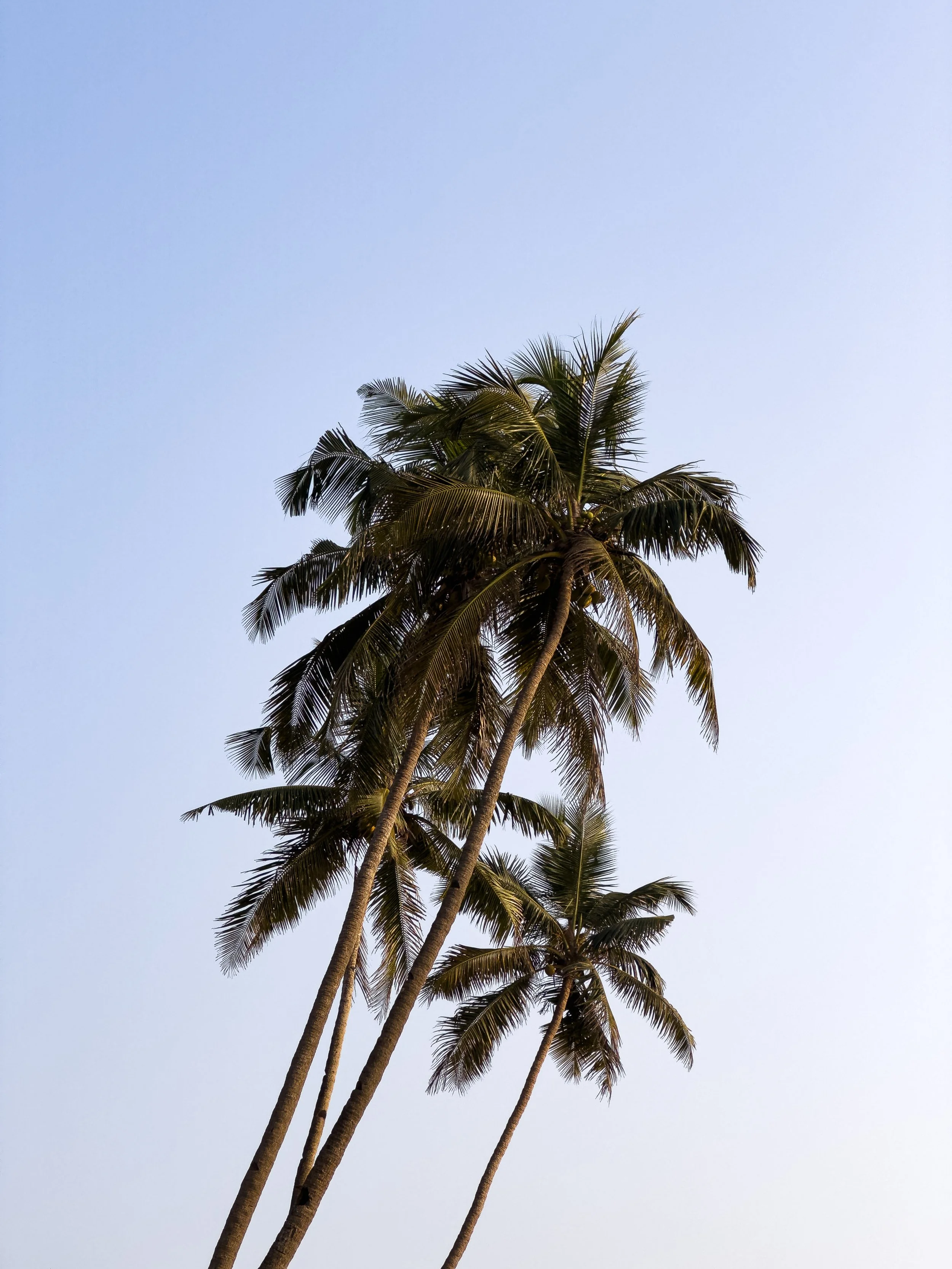 Several tall palm trees against a clear sky.