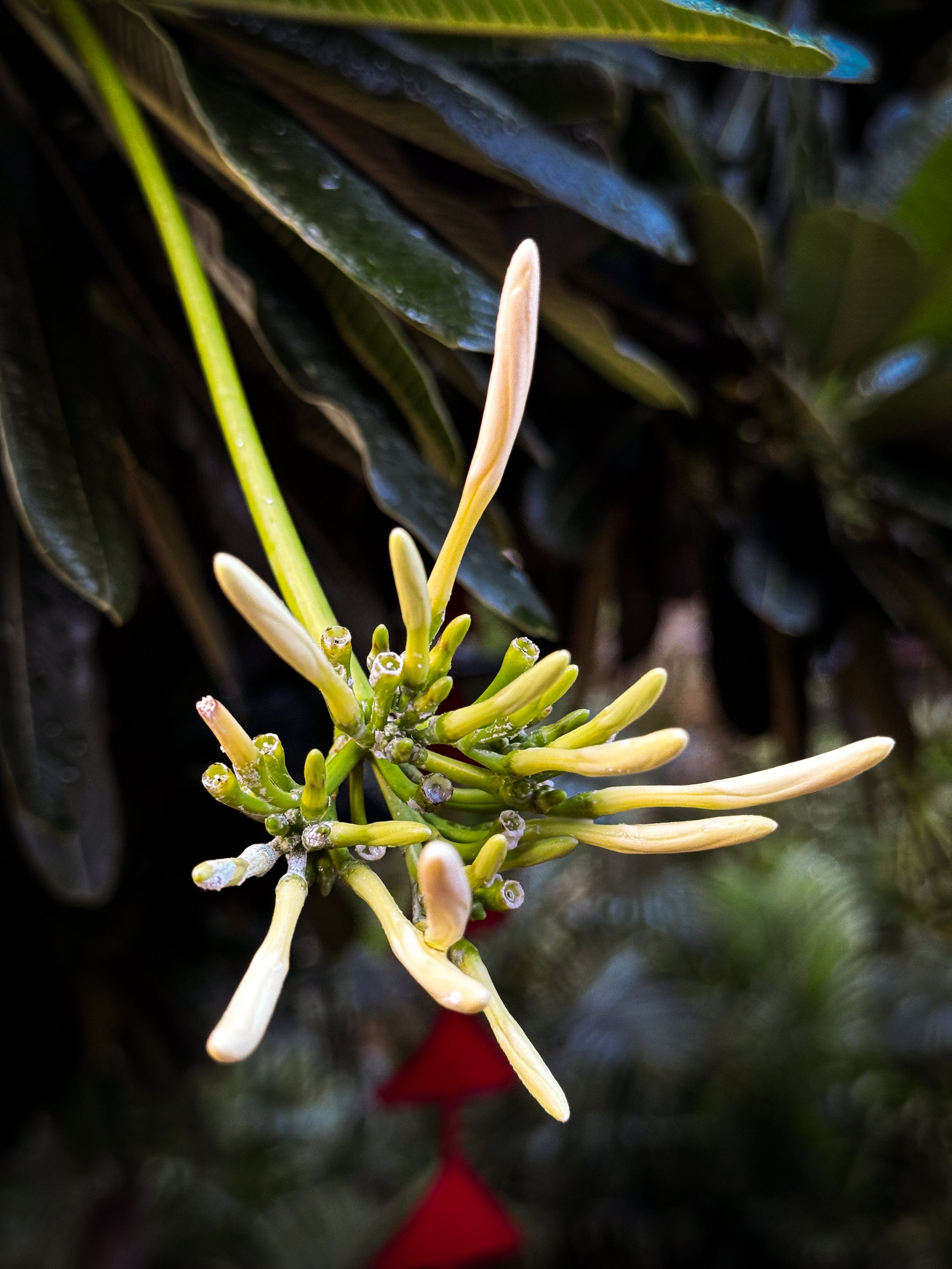 Close-up of a budding flower with elongated pale yellow petals, surrounded by dark green leaves.