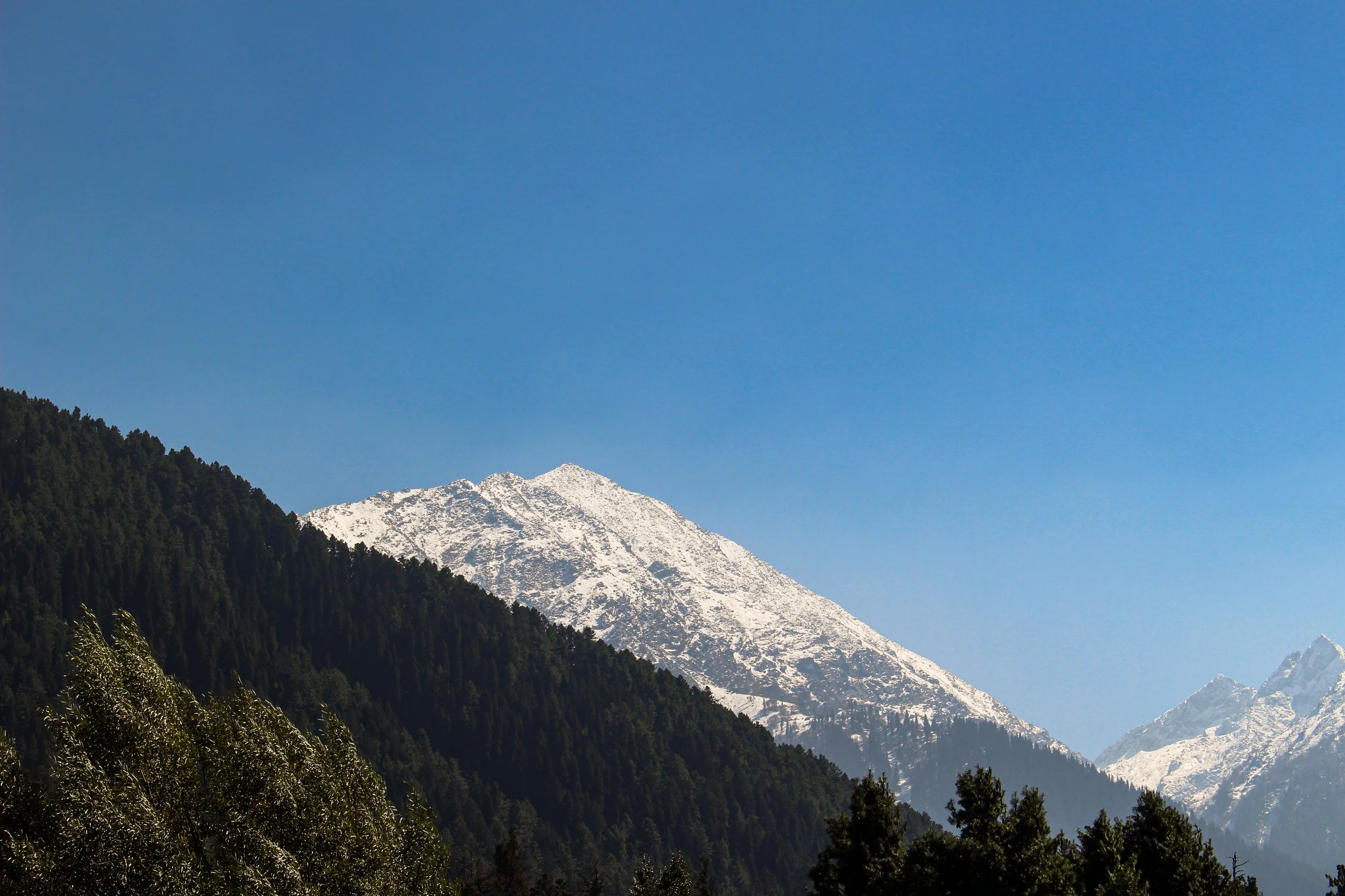 Snow-capped mountain peaks with a green forested hillside in the foreground under a clear blue sky.
