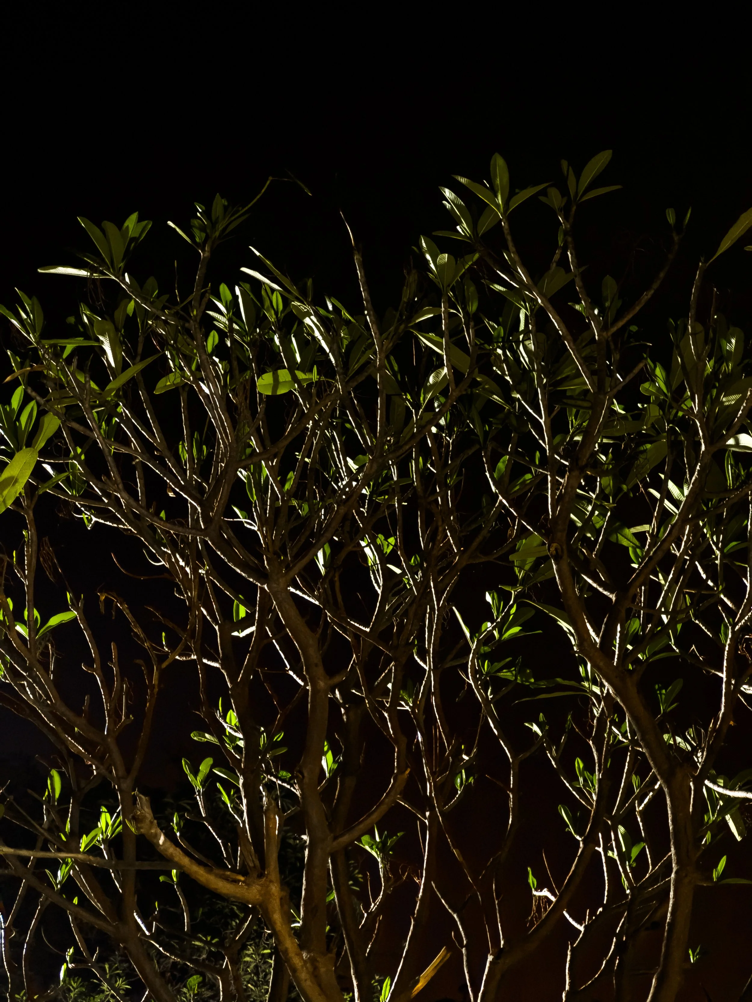Tree with branches and green leaves illuminated at night