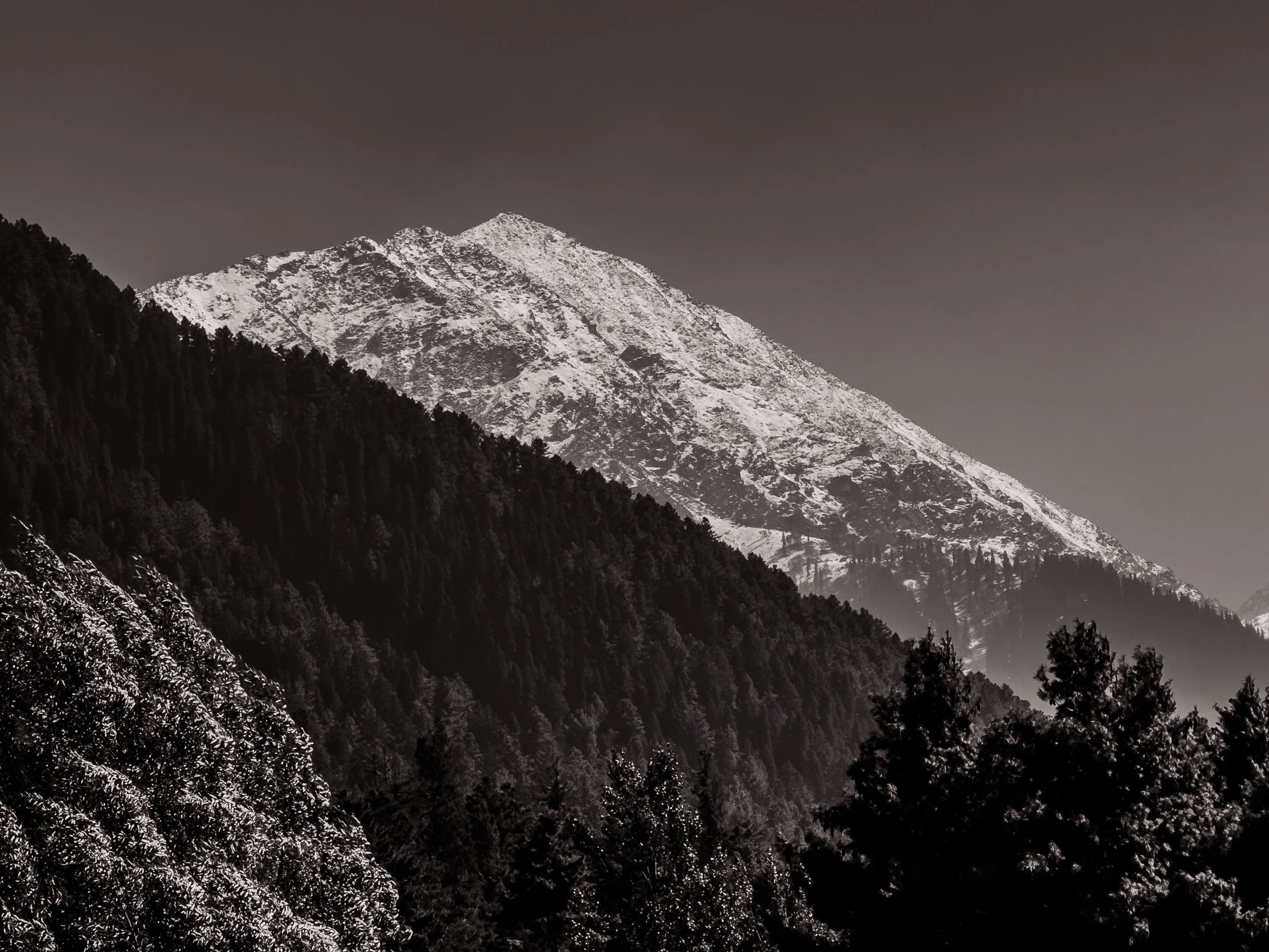 Black and white photo of snow-covered mountain peaks and tree-covered slopes.