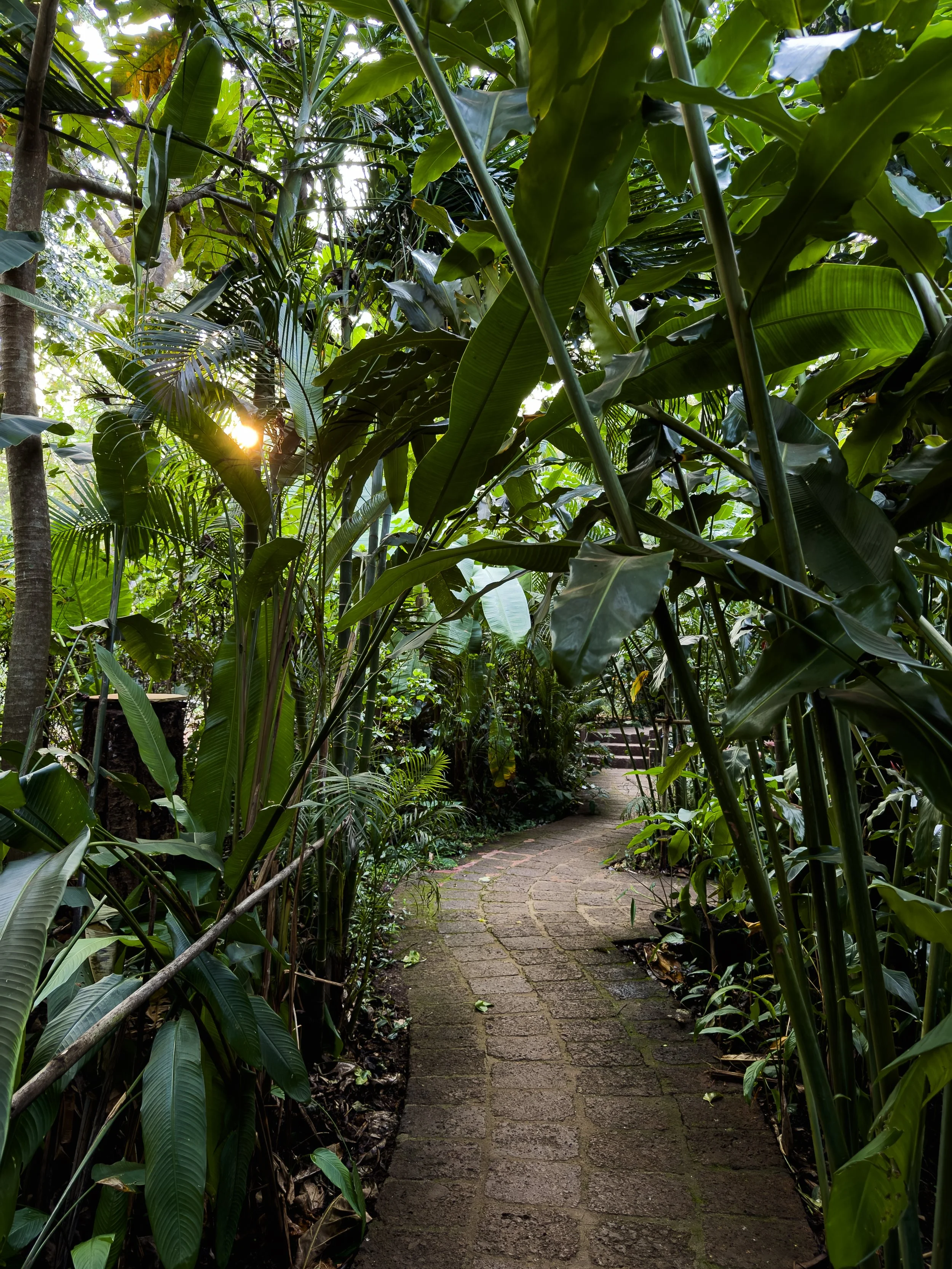 A narrow brick pathway winding through dense tropical green foliage, with sunlight filtering through the leaves.
