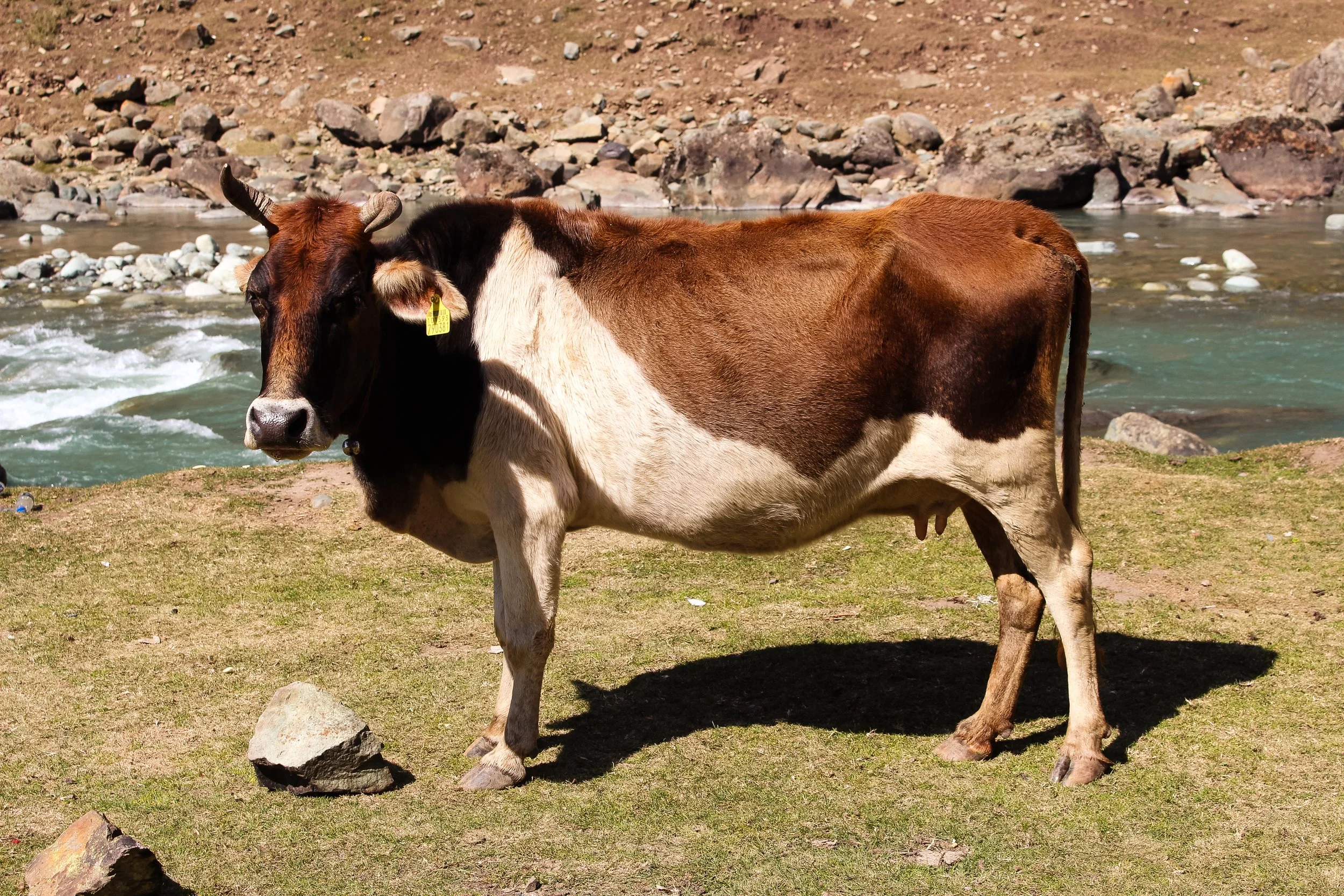A cow standing on grassy terrain near a flowing river.