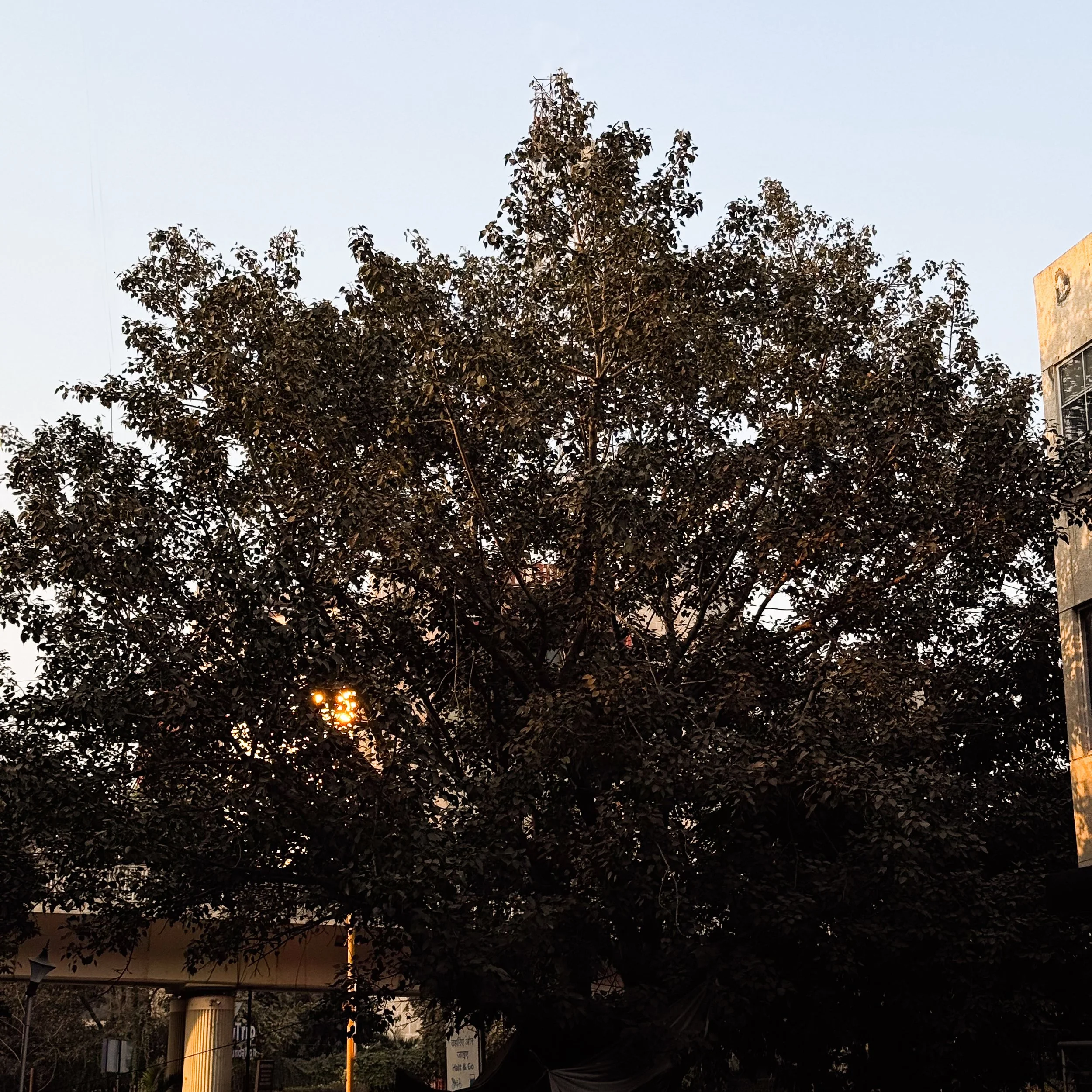 A large dark-leaved tree in an urban setting at dusk, with a hint of a streetlamp glowing behind it and a building on the right.