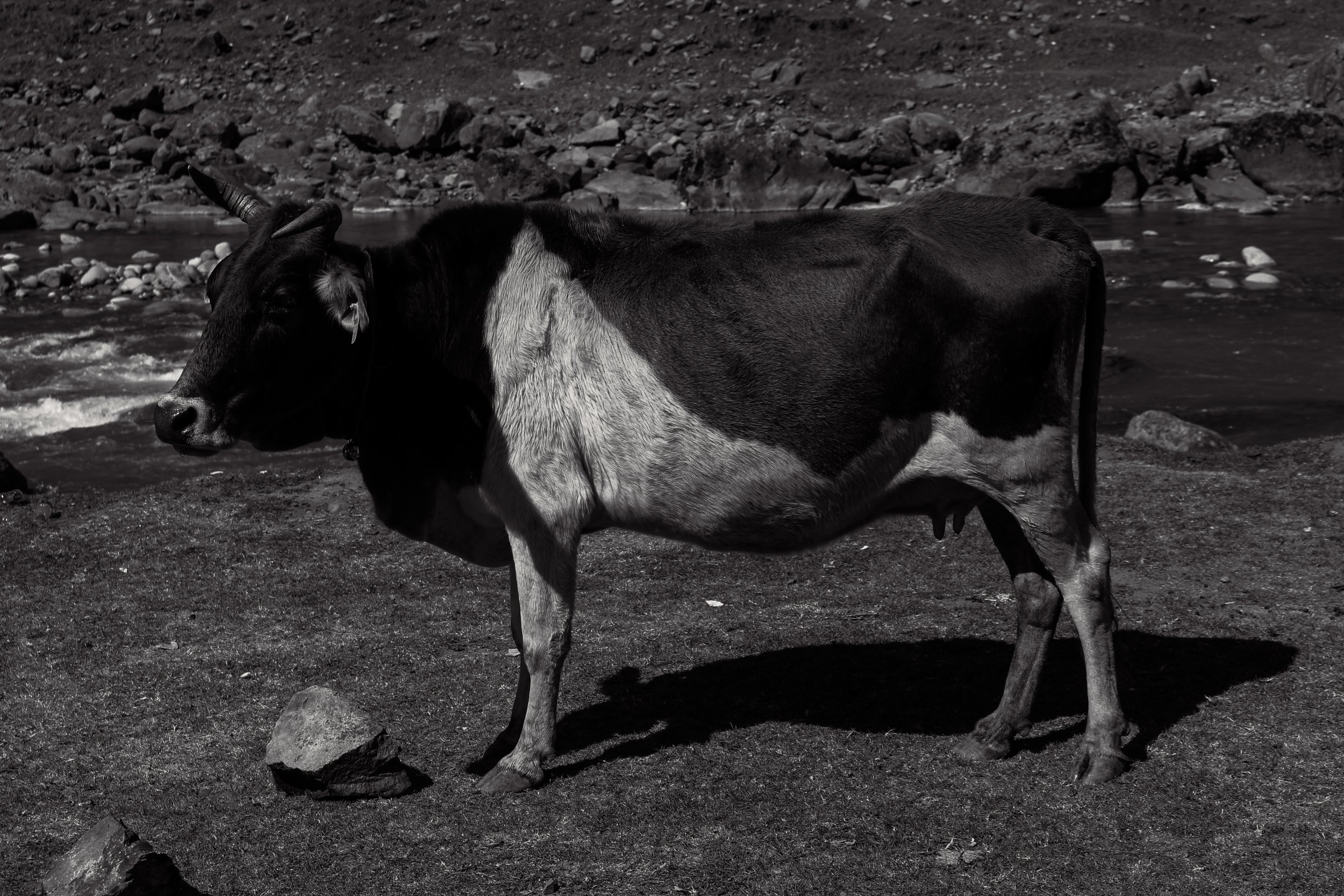A black and white cow standing on a rocky shore with water and rocks in the background.