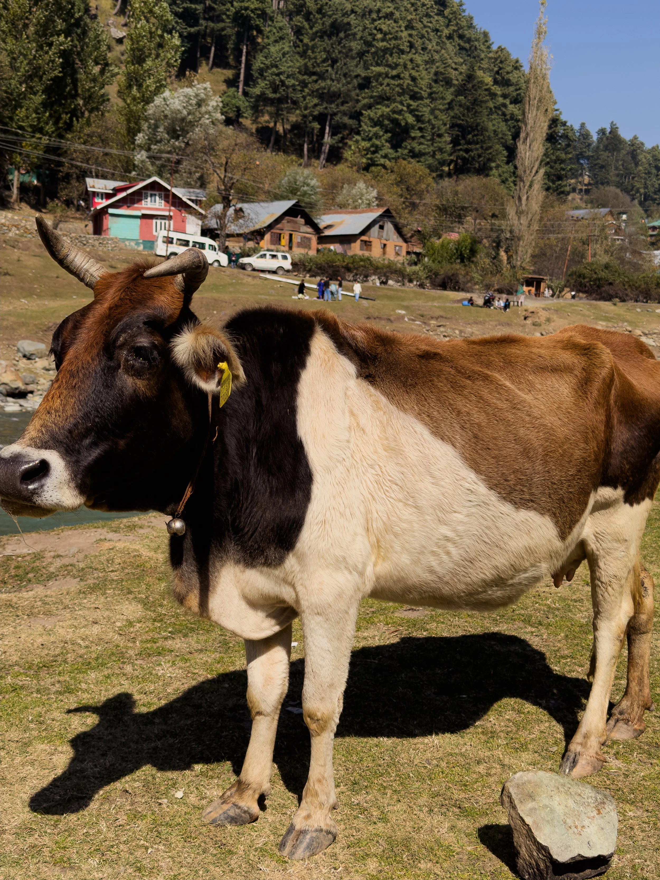 A cow standing on a grassy area near a river, with trees, houses, and a hill in the background.