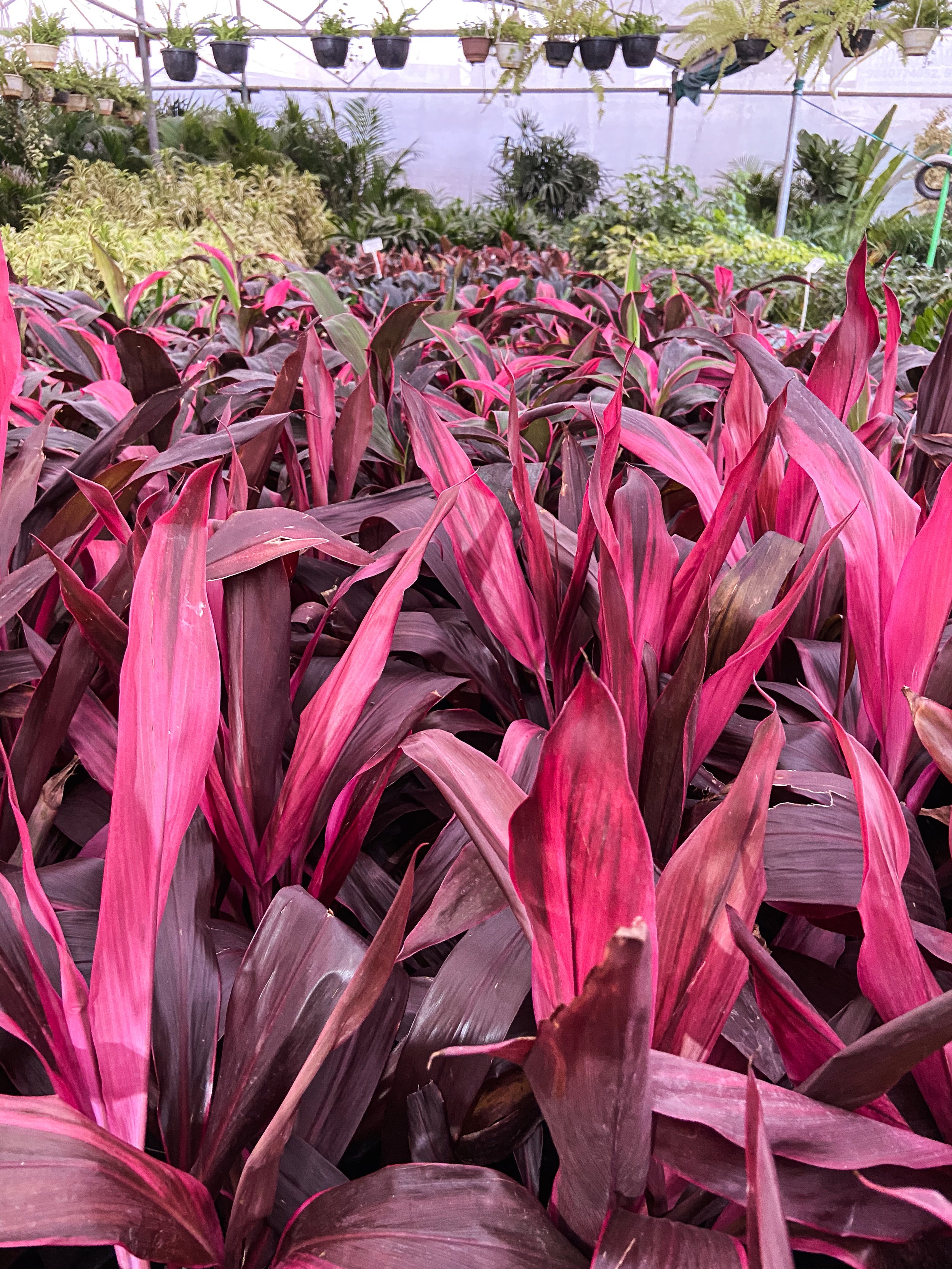 Close-up of pink and purple striped tropical plant leaves in a greenhouse.