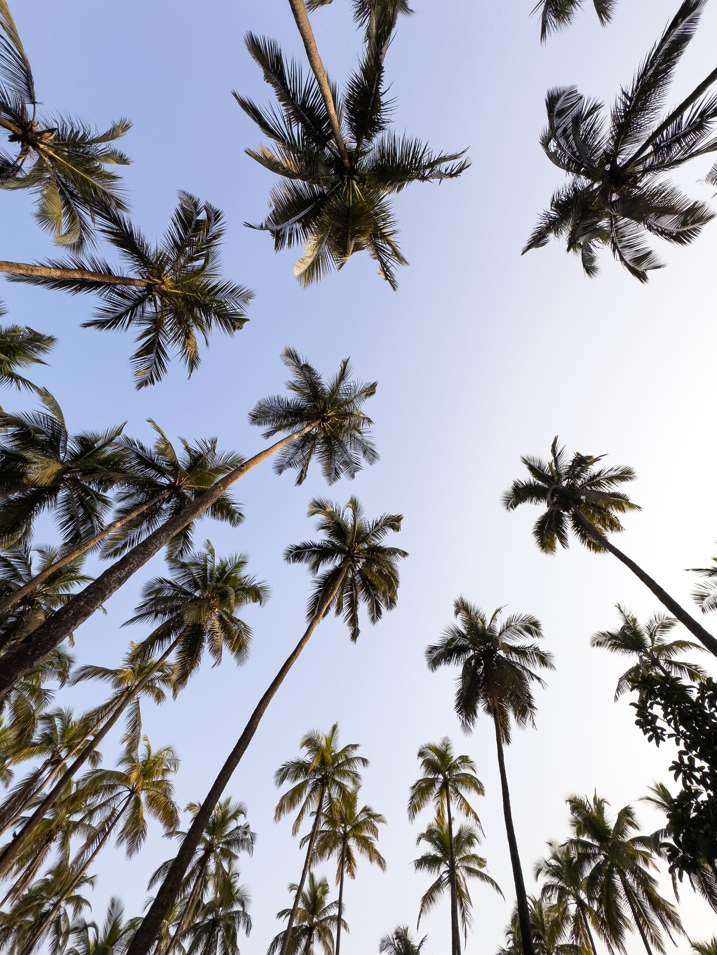 Looking up at tall palm trees against a clear blue sky.