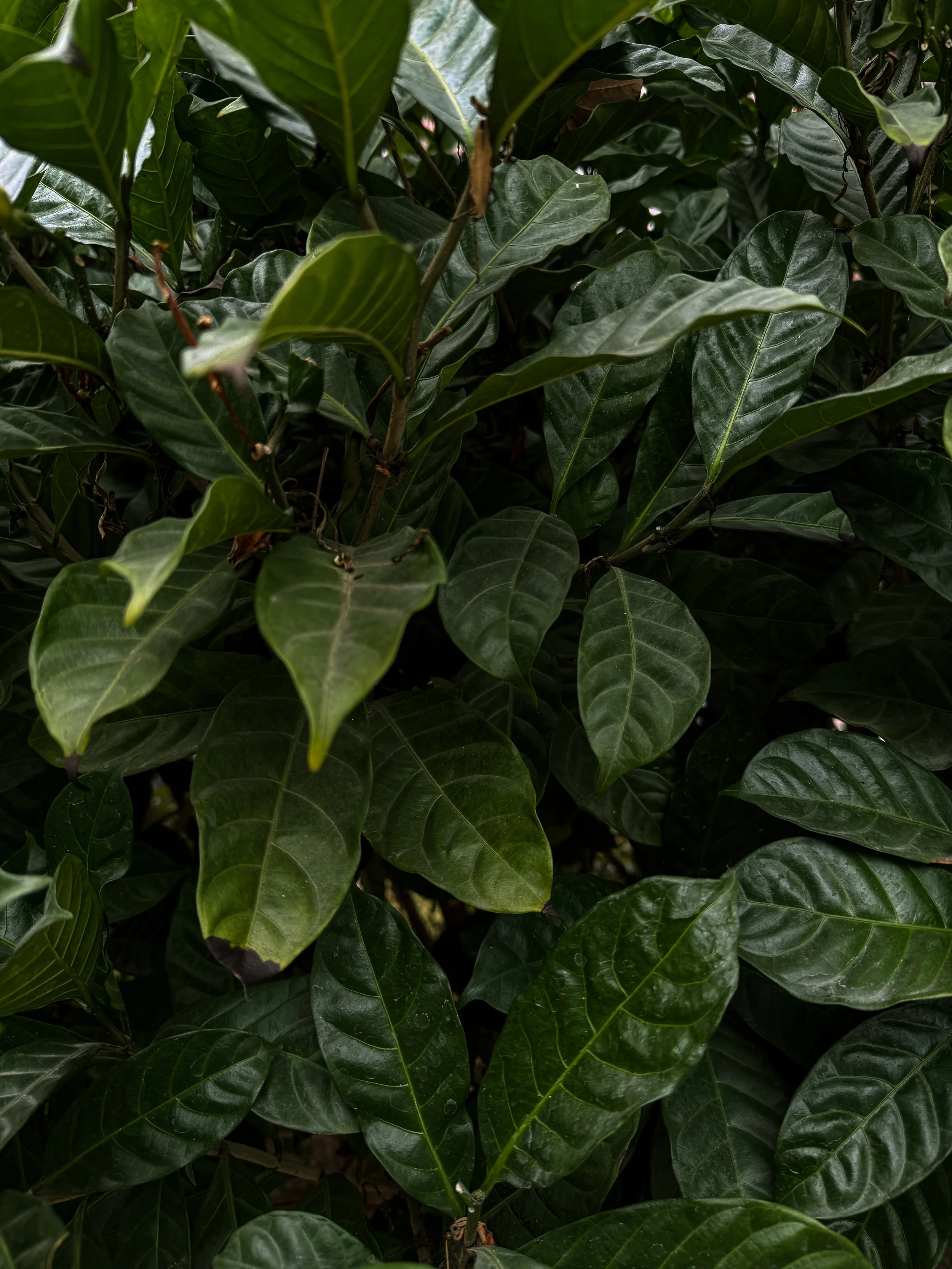 Close-up of dark green, shiny coffee plant leaves.