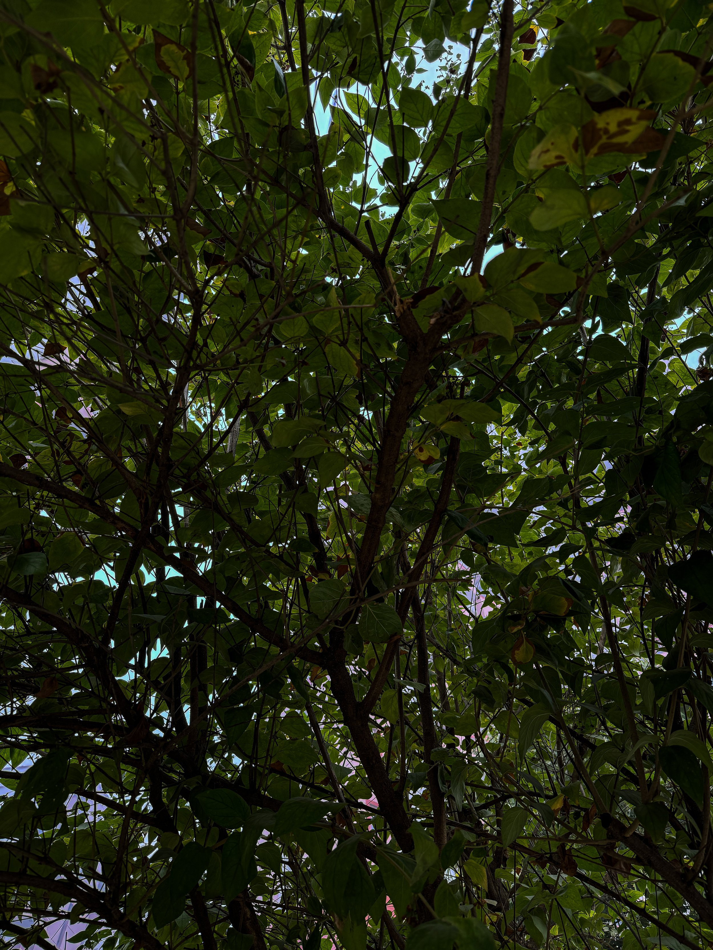 A dense canopy of green leaves and branches from a tree, with small patches of the sky visible through the foliage.