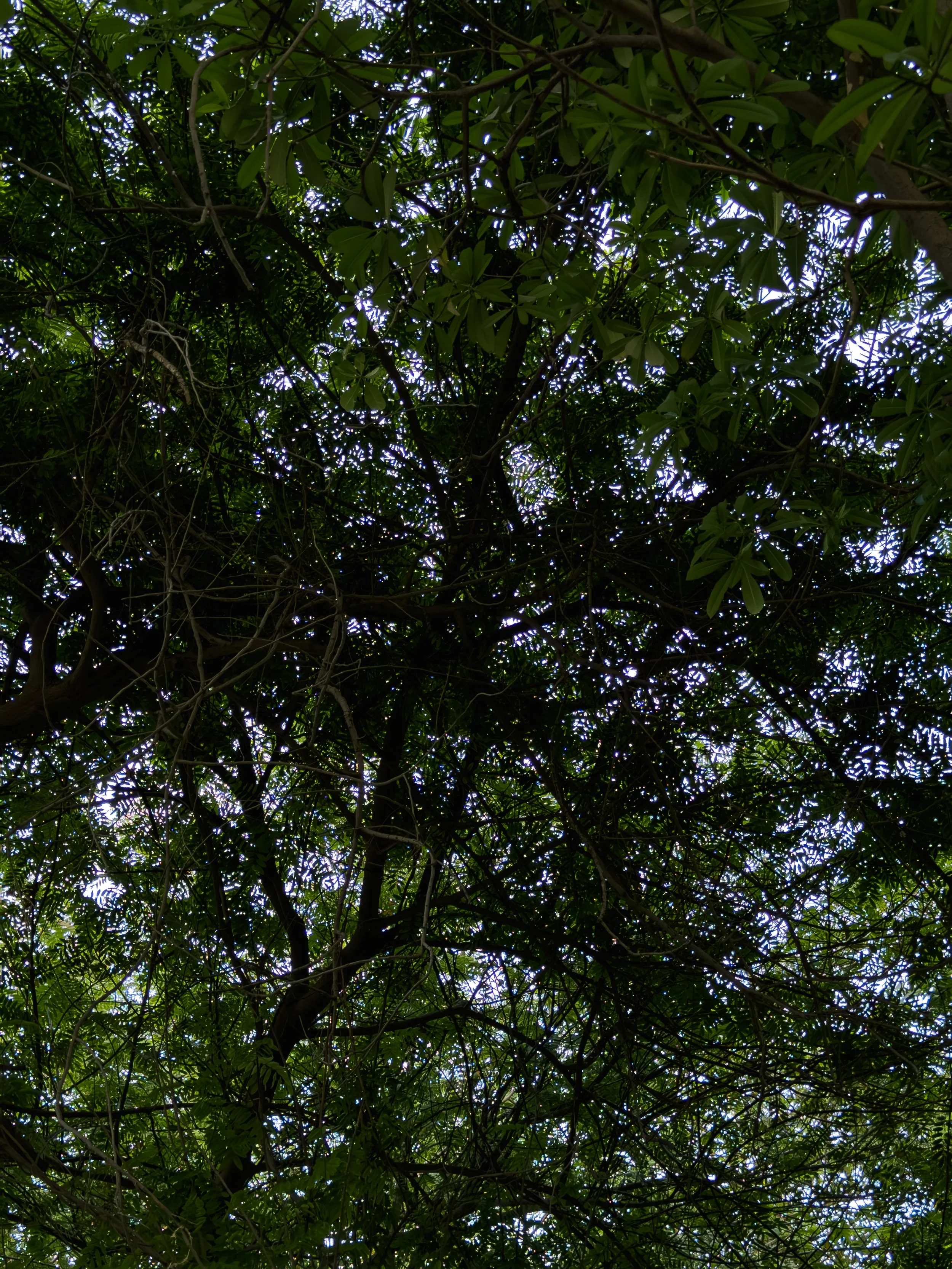 View of tree canopy with green leaves and some light filtering through.