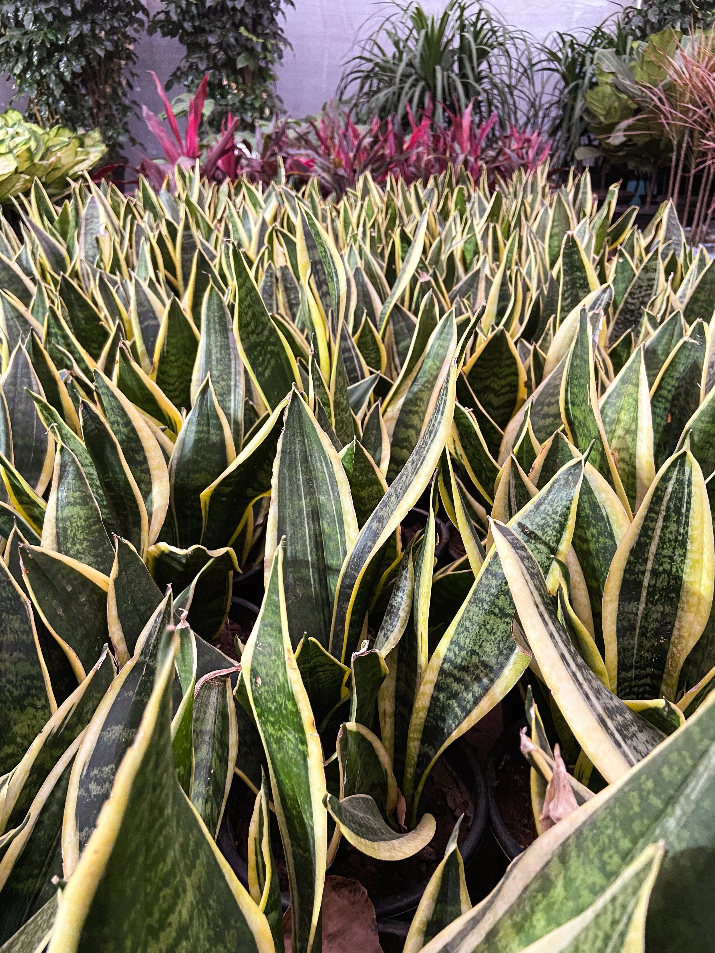 A dense cluster of snake plants with green leaves edged in yellow, with colorful foliage and plants in the background.