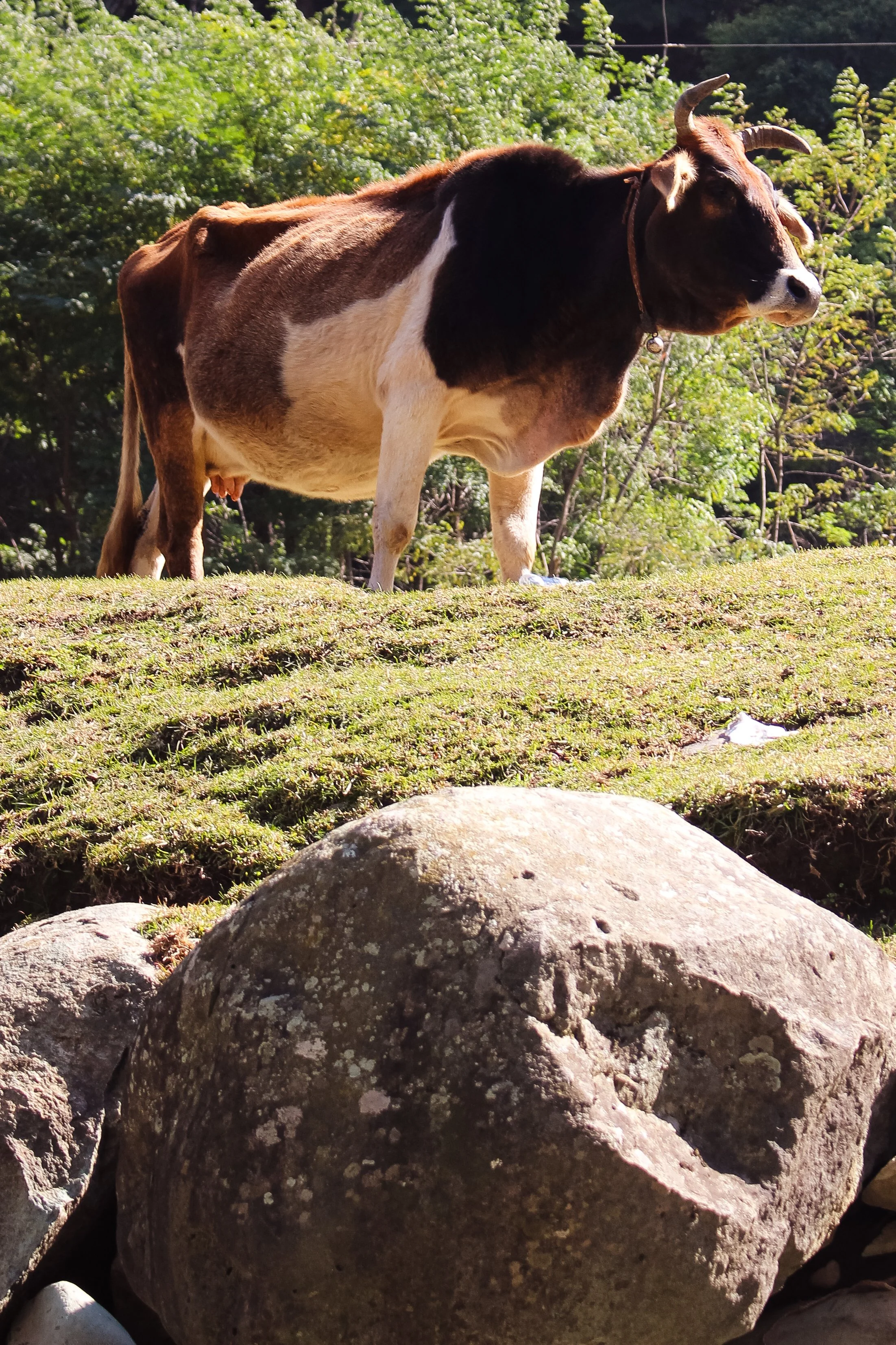 A cow standing on a grassy hill with green trees in the background.