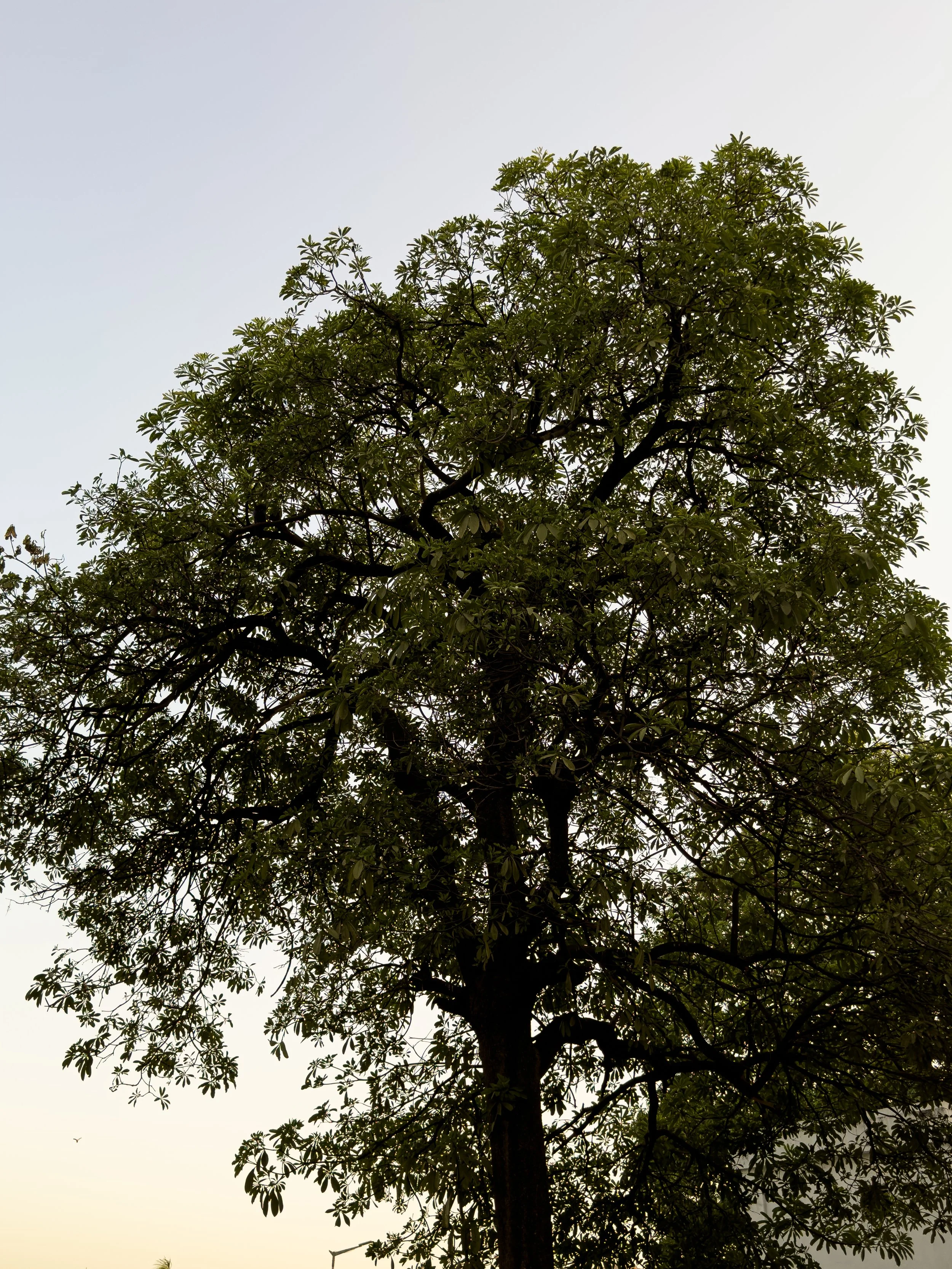 Tall tree with abundant green leaves against a light sky background.