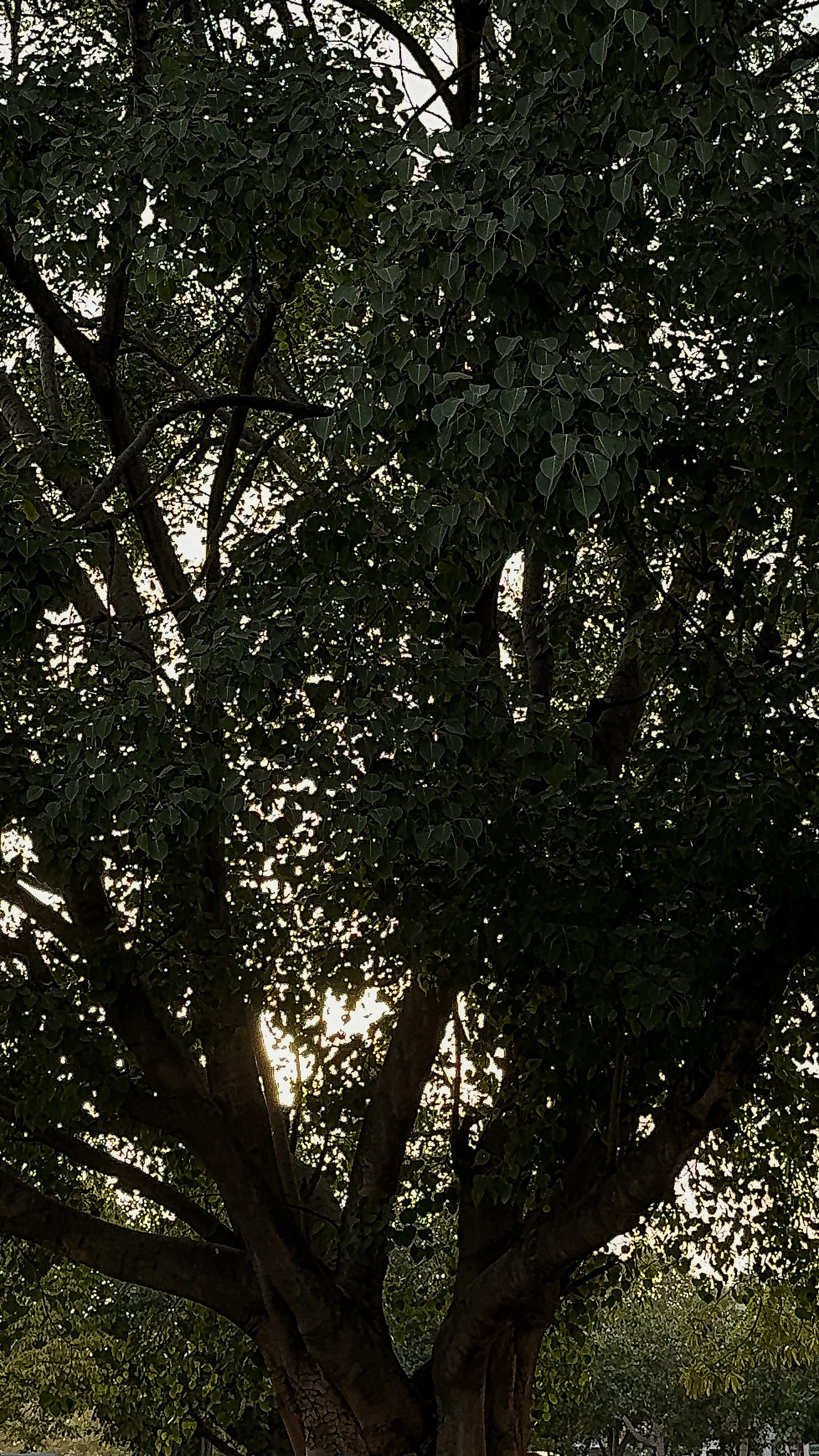 A tall tree with dense dark green leaves, partially backlit by the sky visible through the foliage.