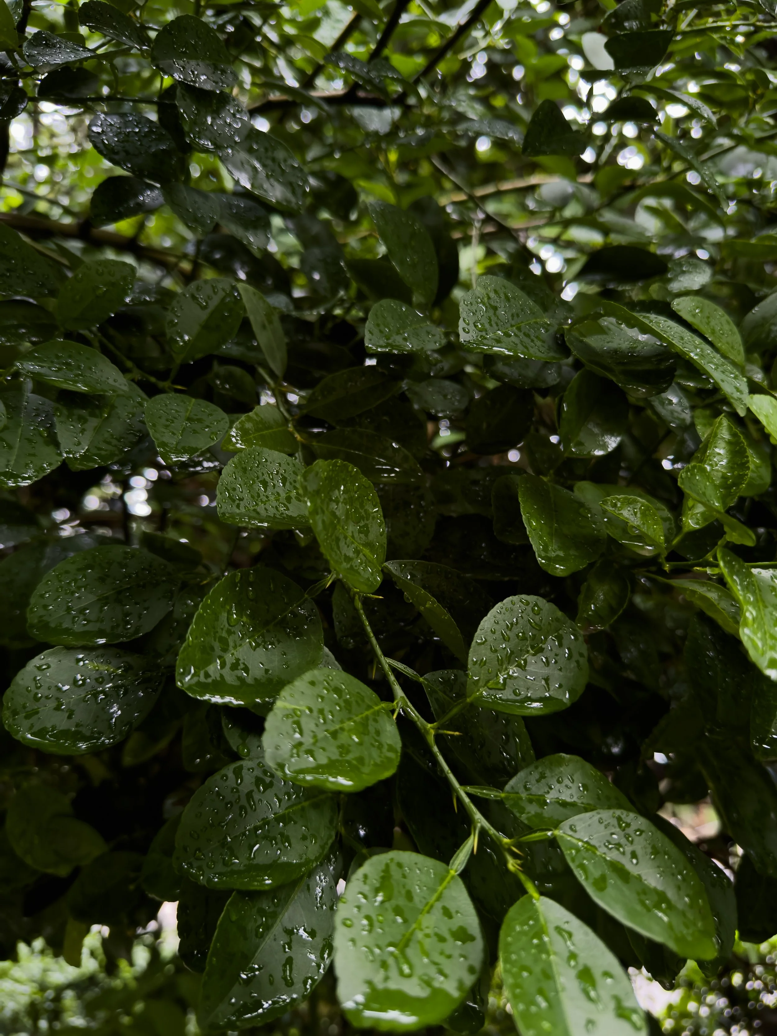 Close-up of green leaves with water droplets on their surface.
