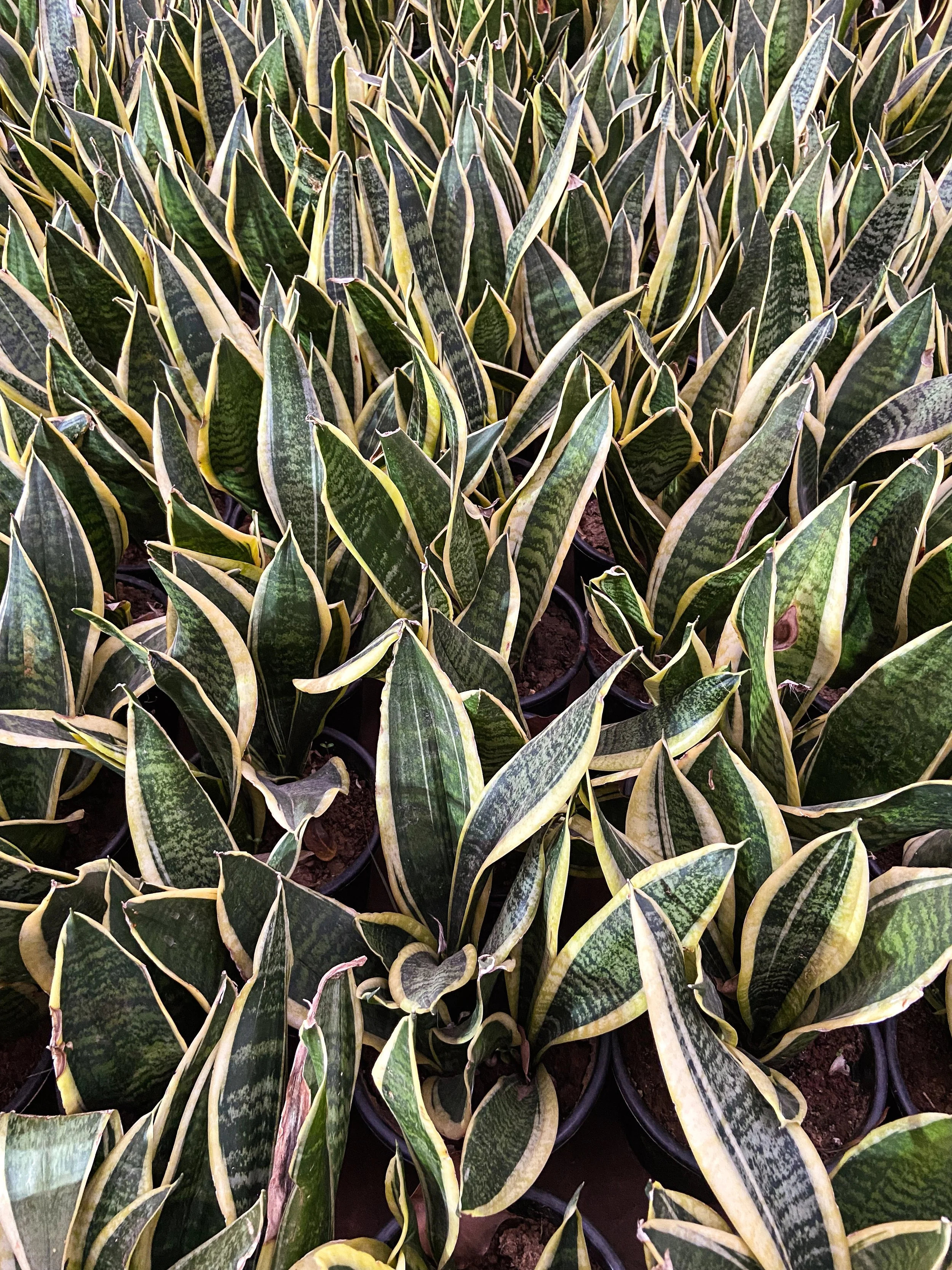 Rows of potted snake plants with green and yellow variegated leaves.