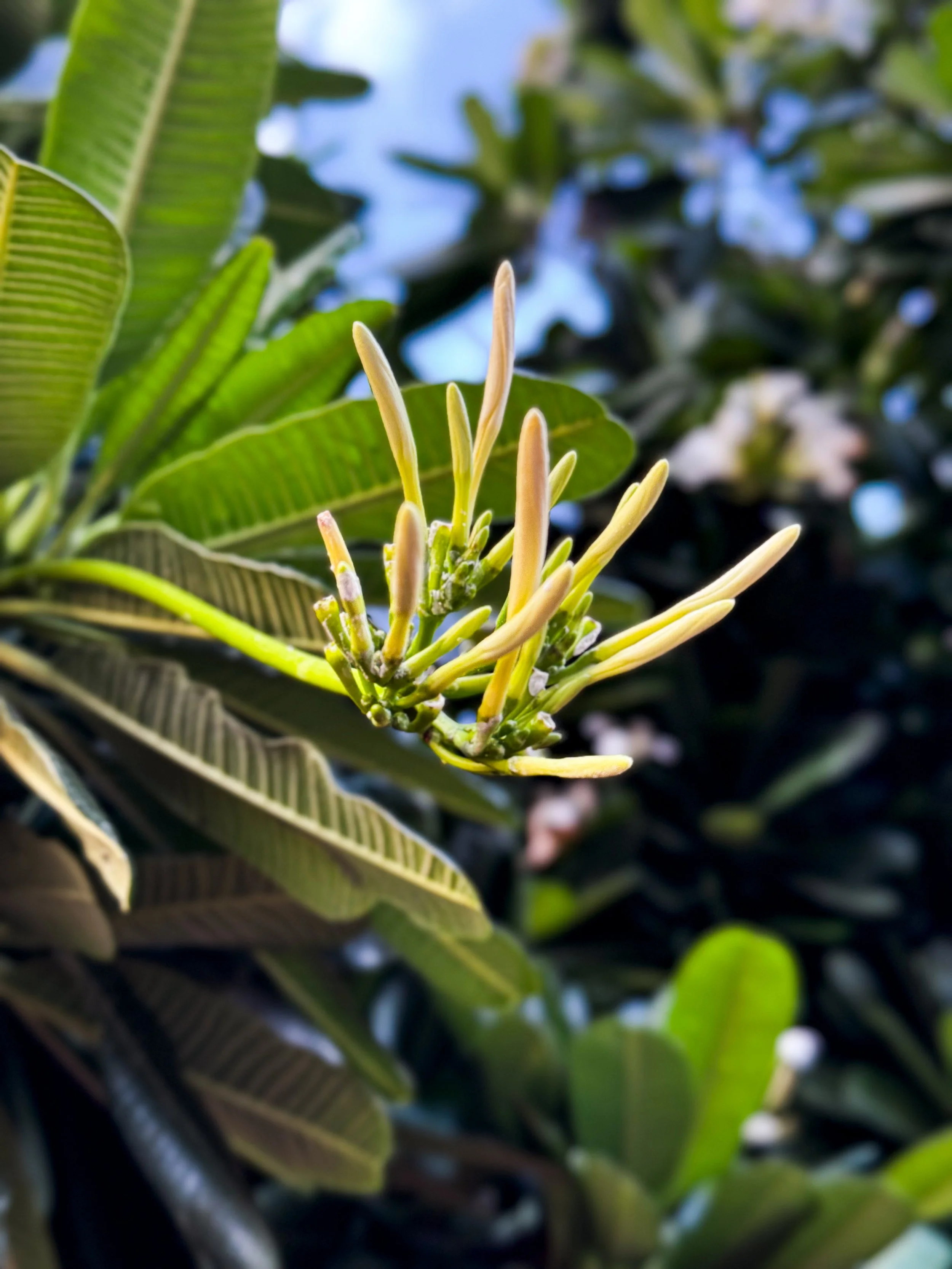 Close-up of a cluster of yellow flower buds on a green leafy plant, with blurred dark green foliage in the background.